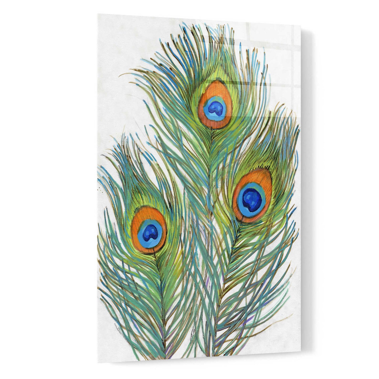 Epic Art 'Vivid Peacock Feathers II' by Tim O'Toole, Acrylic Glass Wall Art,16x24