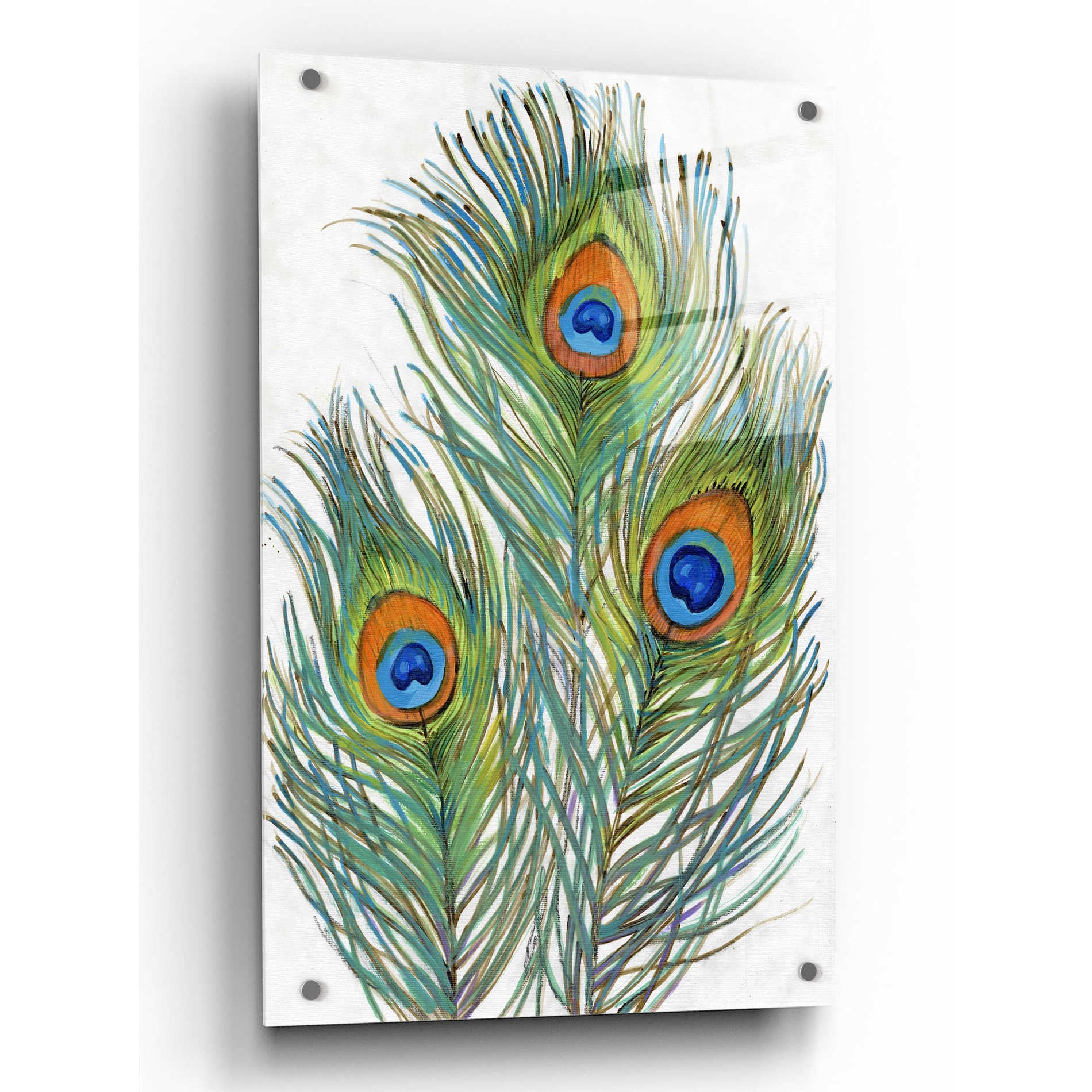 Epic Art 'Vivid Peacock Feathers II' by Tim O'Toole, Acrylic Glass Wall Art,24x36