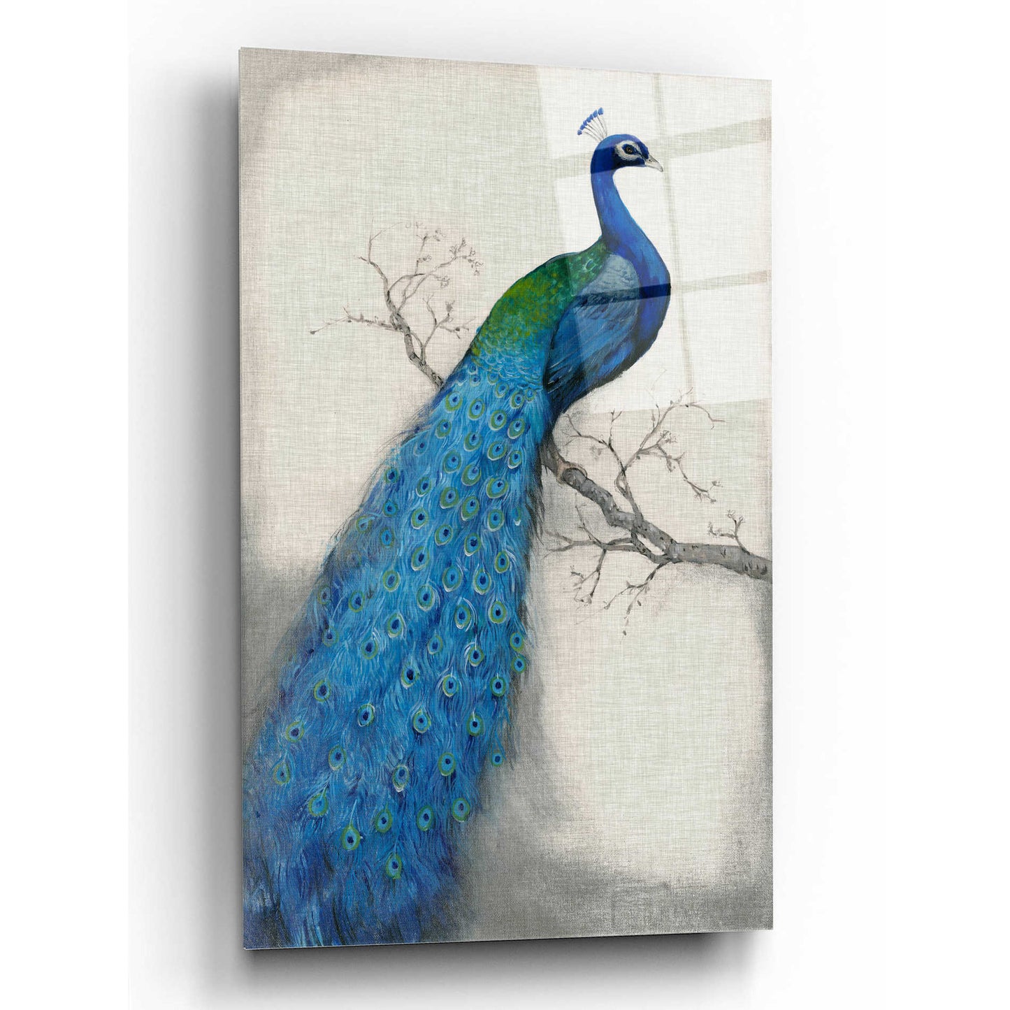 Epic Art 'Peacock Blue I' by Tim O'Toole, Acrylic Glass Wall Art,12x16