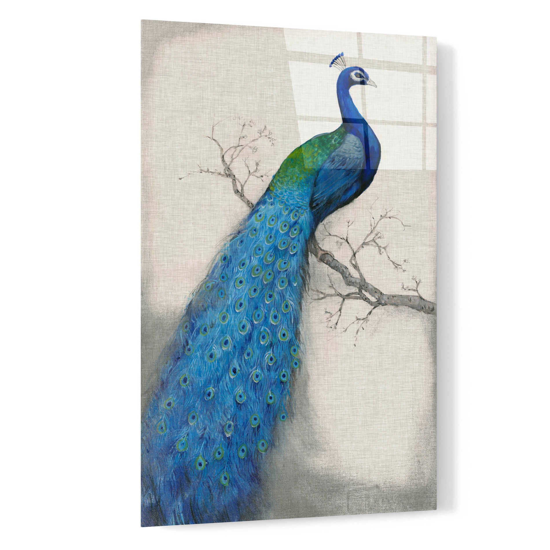 Epic Art 'Peacock Blue I' by Tim O'Toole, Acrylic Glass Wall Art,16x24