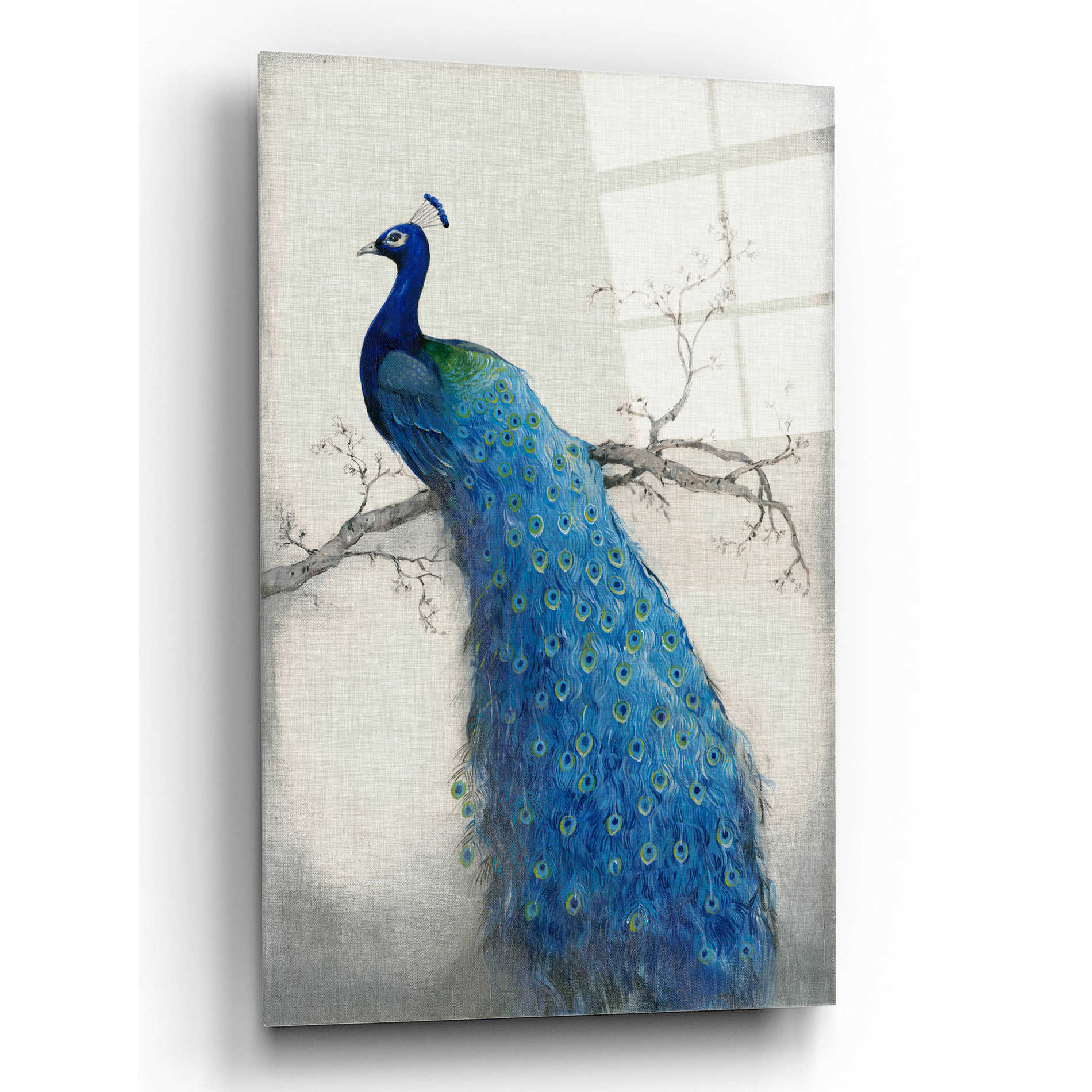 Epic Art 'Peacock Blue II' by Tim O'Toole, Acrylic Glass Wall Art,12x16