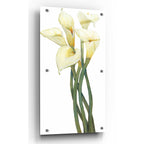 Epic Art 'Callas on Silver I' by Tim O'Toole, Acrylic Glass Wall Art,2:1