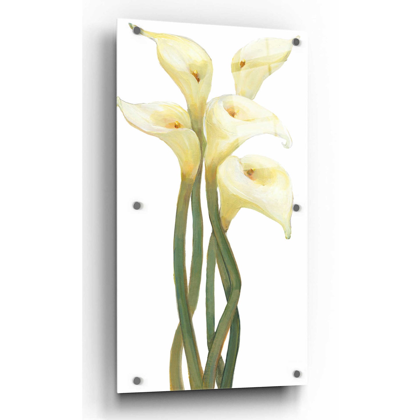 Epic Art 'Callas on Silver II' by Tim O'Toole, Acrylic Glass Wall Art,12x24