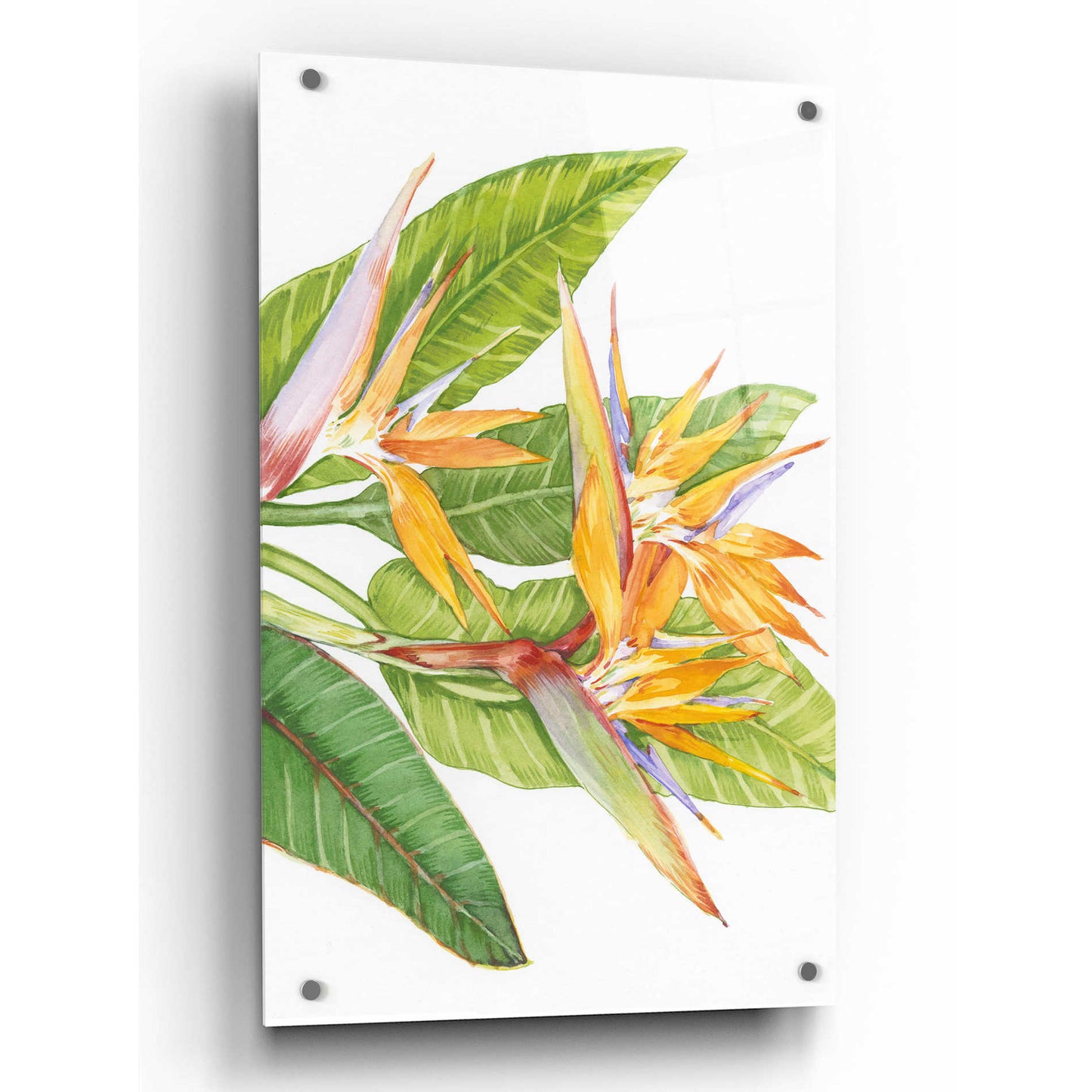 Epic Art 'Exotic Flowers II' by Tim O'Toole, Acrylic Glass Wall Art,24x36
