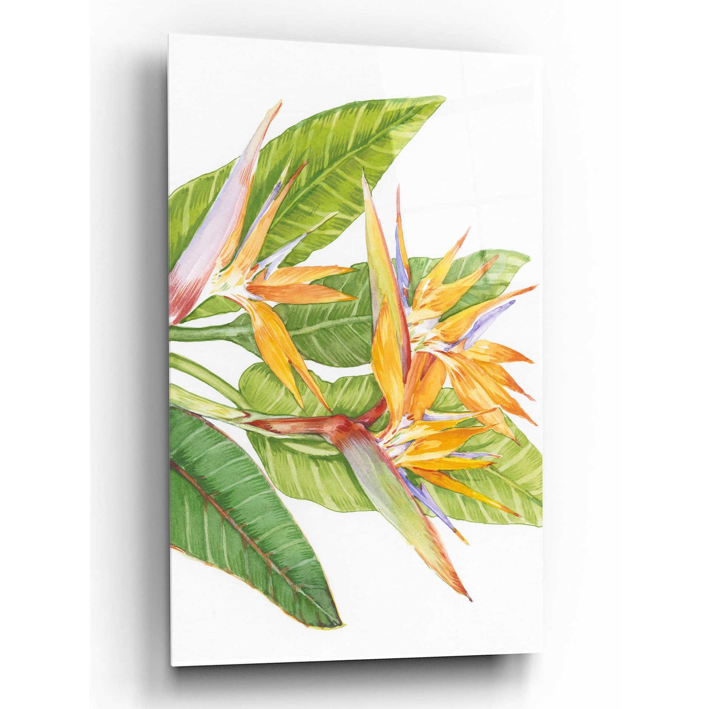 Epic Art 'Exotic Flowers II' by Tim O'Toole, Acrylic Glass Wall Art