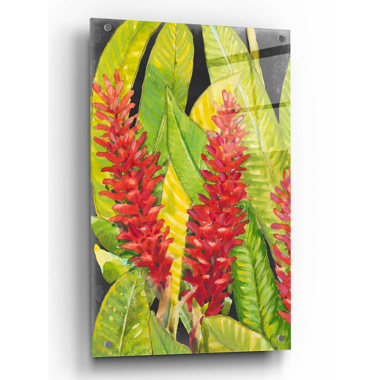 Epic Art 'Red Tropical Flowers I' by Tim O'Toole, Acrylic Glass Wall Art,24x36