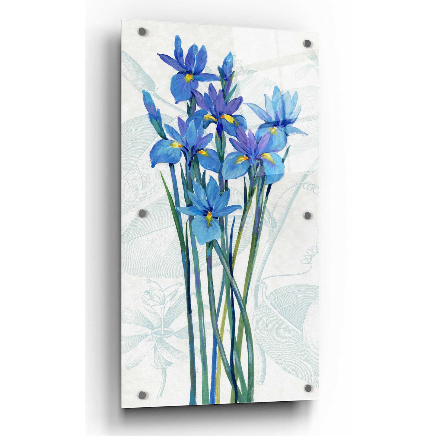 Epic Art 'Blue Iris Panel I' by Tim O'Toole, Acrylic Glass Wall Art,12x24
