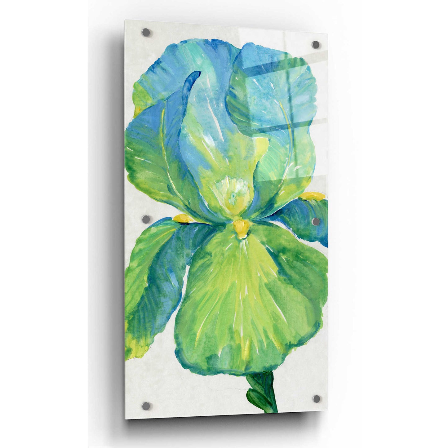 Epic Art 'Iris Bloom in Green I' by Tim O'Toole, Acrylic Glass Wall Art,12x24