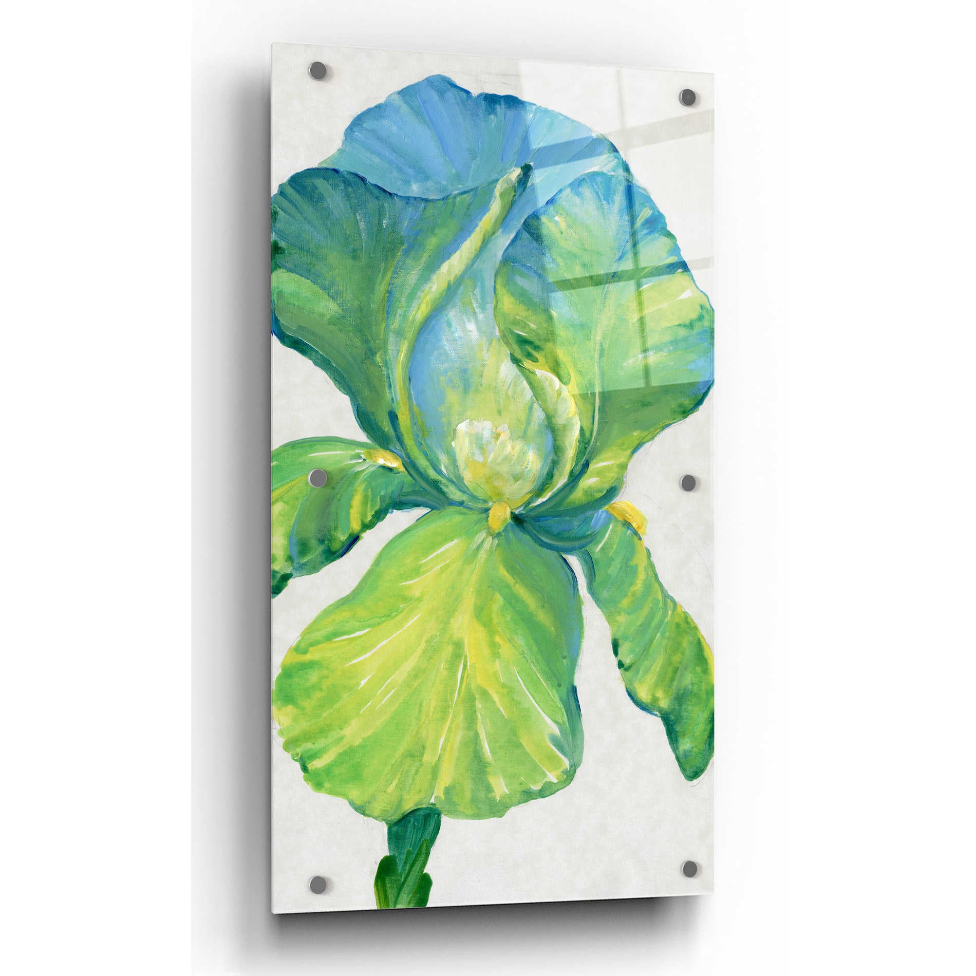 Epic Art 'Iris Bloom in Green II' by Tim O'Toole, Acrylic Glass Wall Art,24x48
