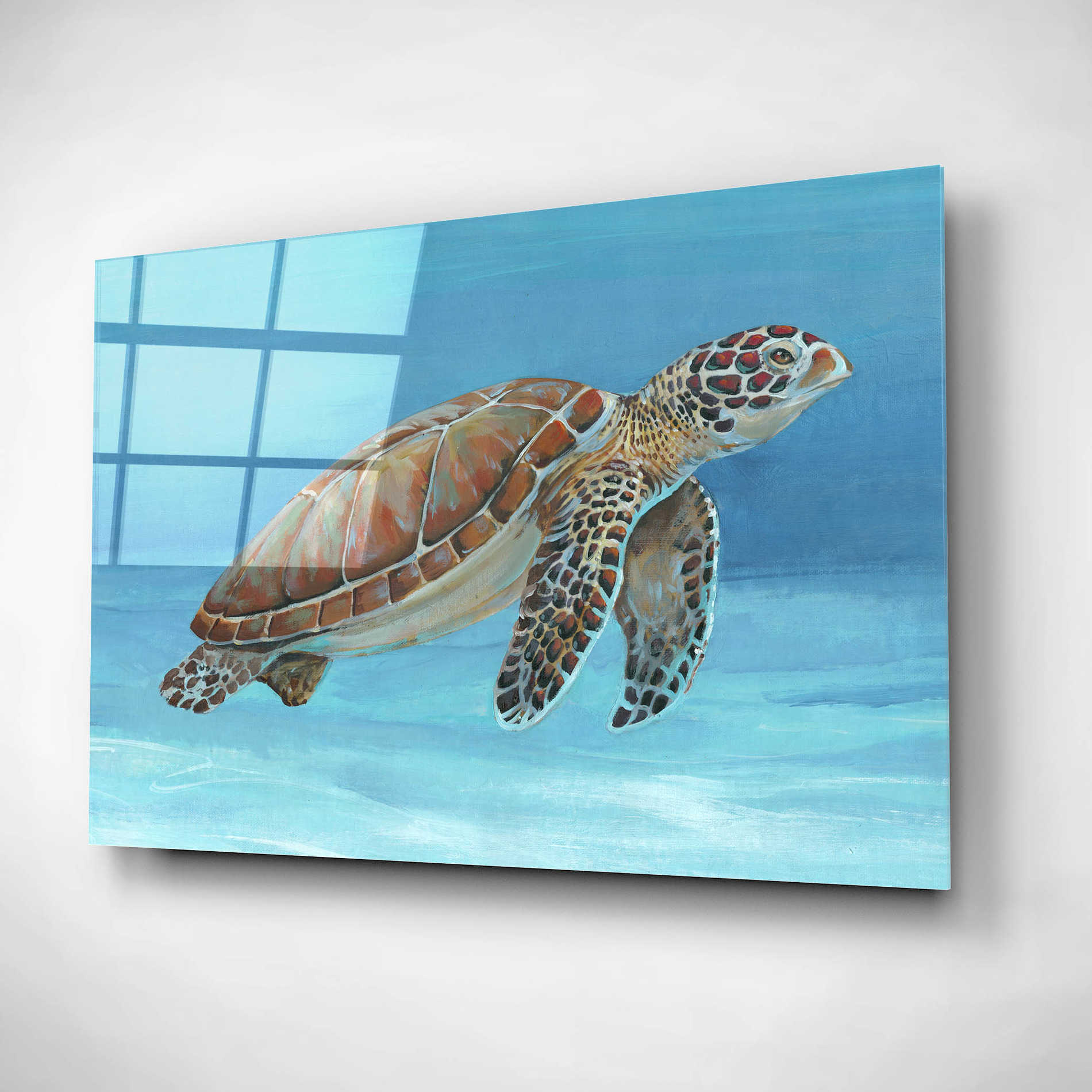 Epic Art 'Ocean Sea Turtle I' by Tim O'Toole, Acrylic Glass Wall Art,16x12