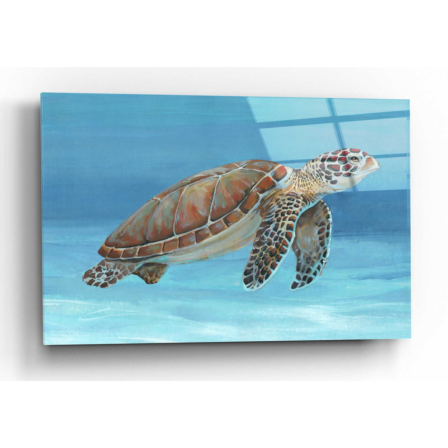 Epic Art 'Ocean Sea Turtle I' by Tim O'Toole, Acrylic Glass Wall Art,16x12