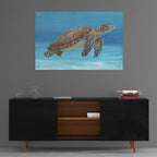Epic Art 'Ocean Sea Turtle I' by Tim O'Toole, Acrylic Glass Wall Art,36x24