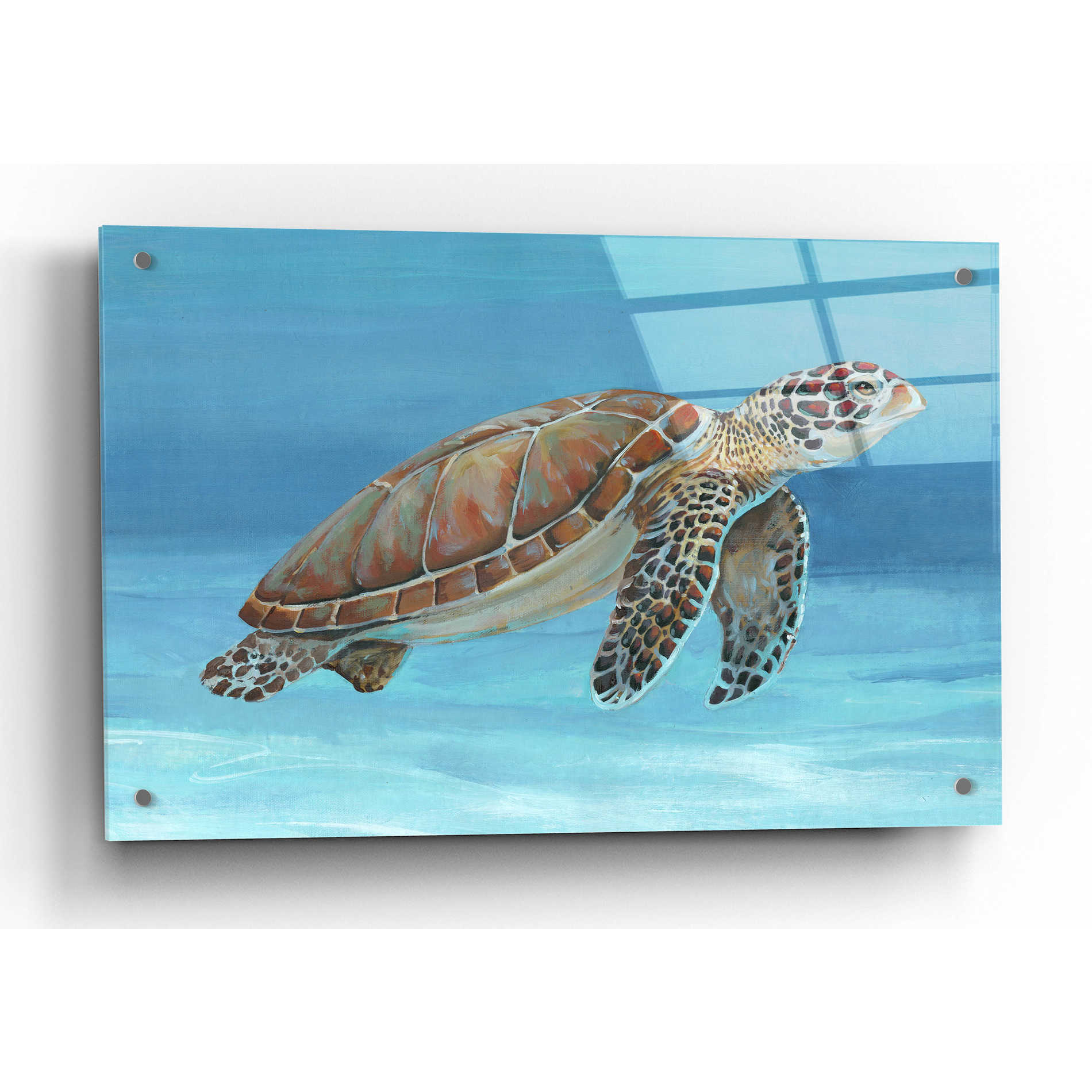 Epic Art 'Ocean Sea Turtle I' by Tim O'Toole, Acrylic Glass Wall Art,36x24