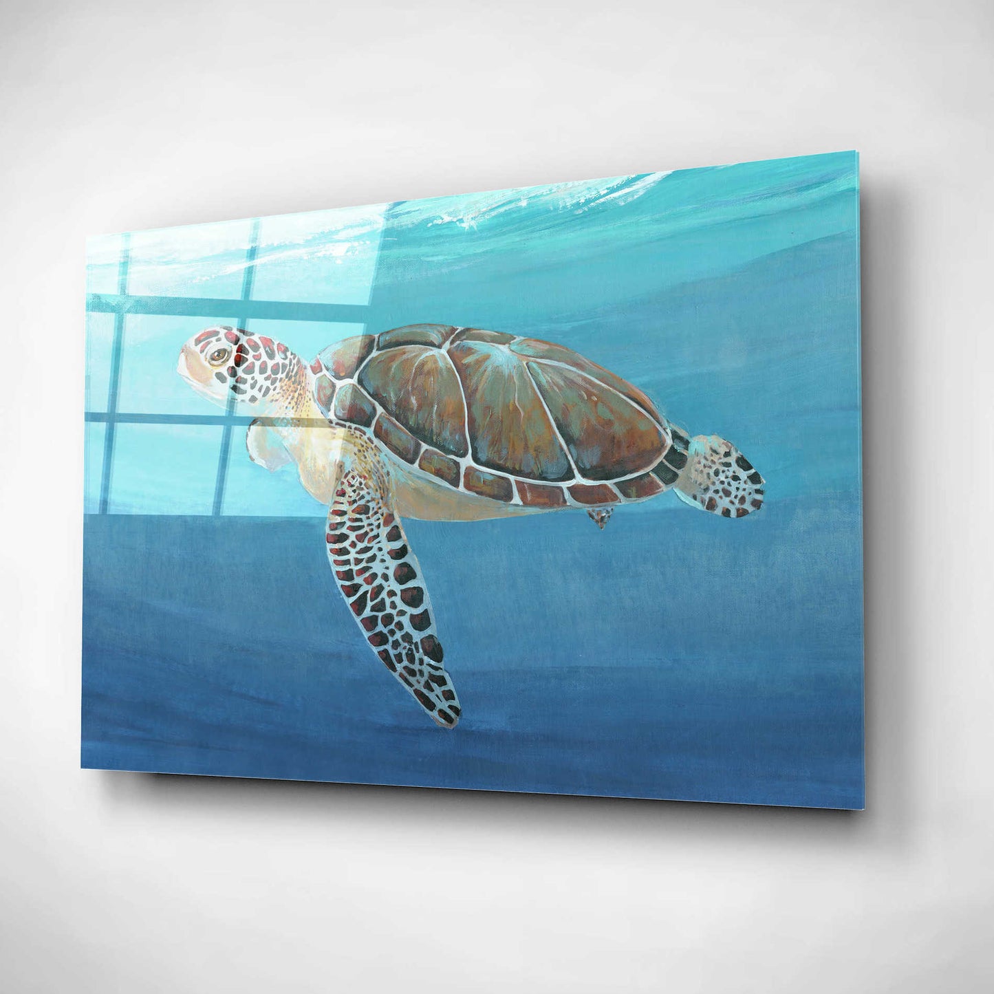 Epic Art 'Ocean Sea Turtle II' by Tim O'Toole, Acrylic Glass Wall Art,16x12