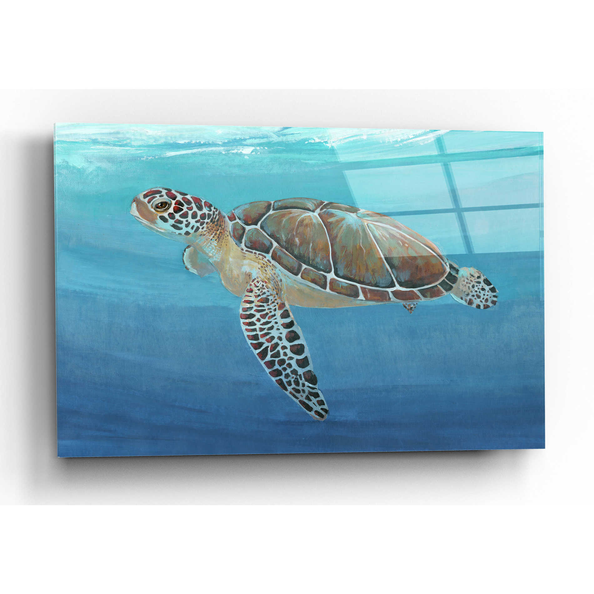 Epic Art 'Ocean Sea Turtle II' by Tim O'Toole, Acrylic Glass Wall Art,16x12