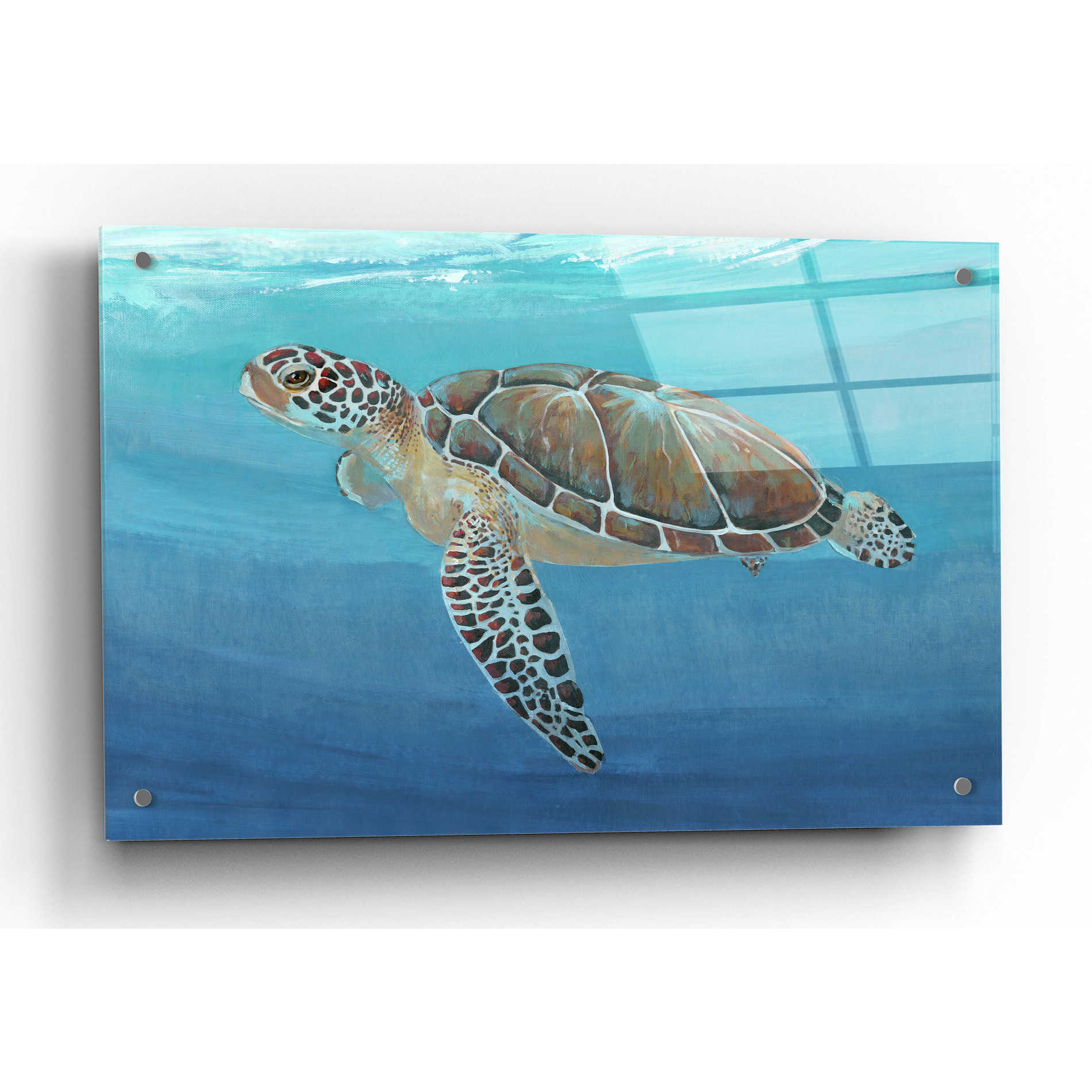 Epic Art 'Ocean Sea Turtle II' by Tim O'Toole, Acrylic Glass Wall Art,36x24