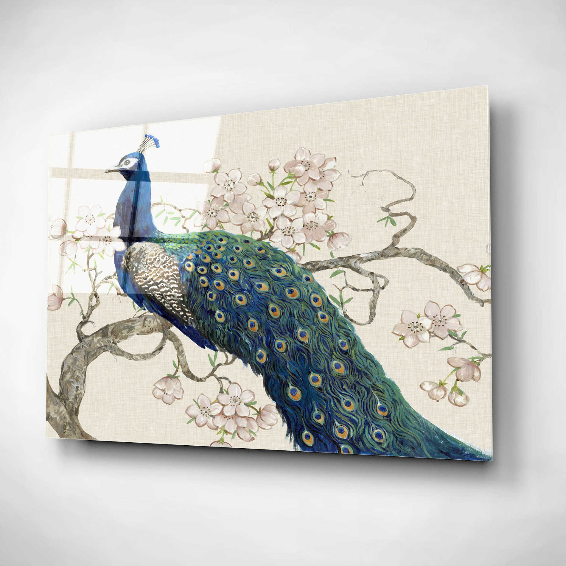 Epic Art 'Peacock & Blossoms II' by Tim O'Toole, Acrylic Glass Wall Art,24x16