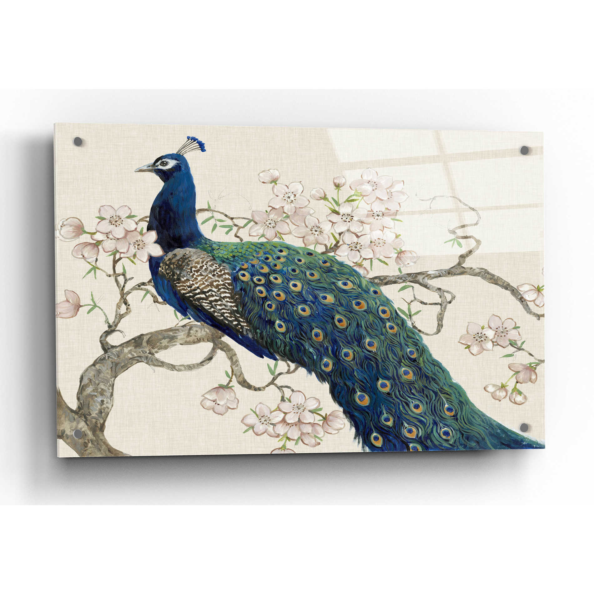 Epic Art 'Peacock & Blossoms II' by Tim O'Toole, Acrylic Glass Wall Art,36x24