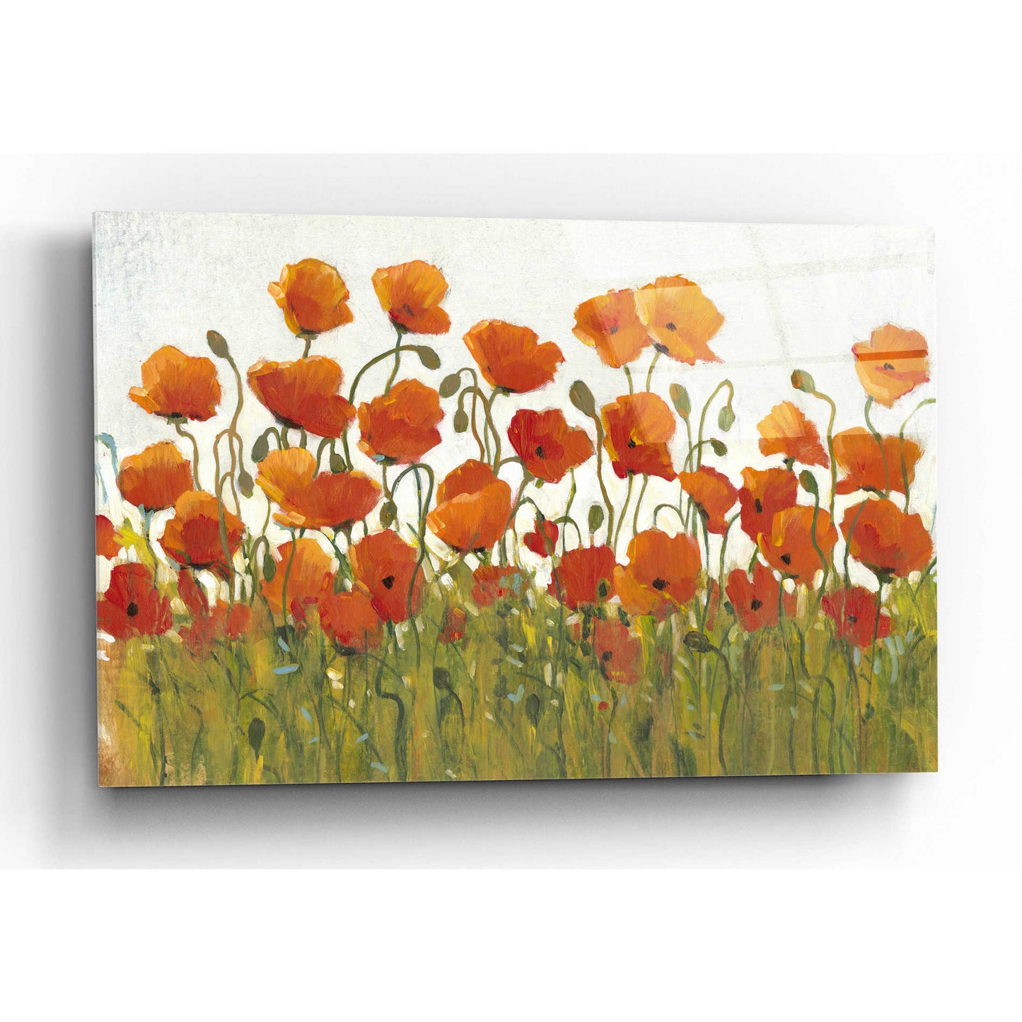 Epic Art 'Rows of Poppies I' by Tim O'Toole, Acrylic Glass Wall Art,16x12