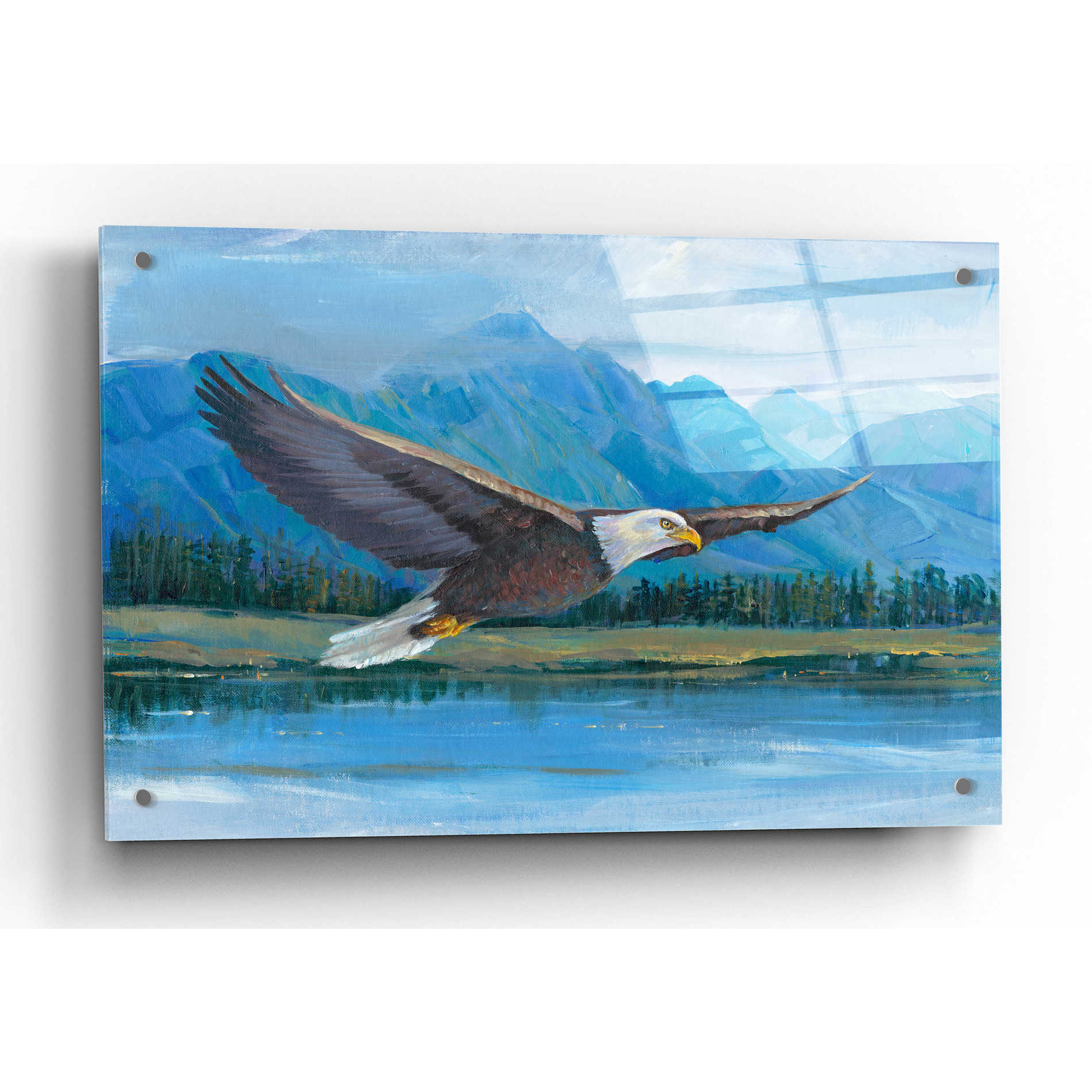 Epic Art 'Eagle Soaring' by Tim O'Toole, Acrylic Glass Wall Art,36x24