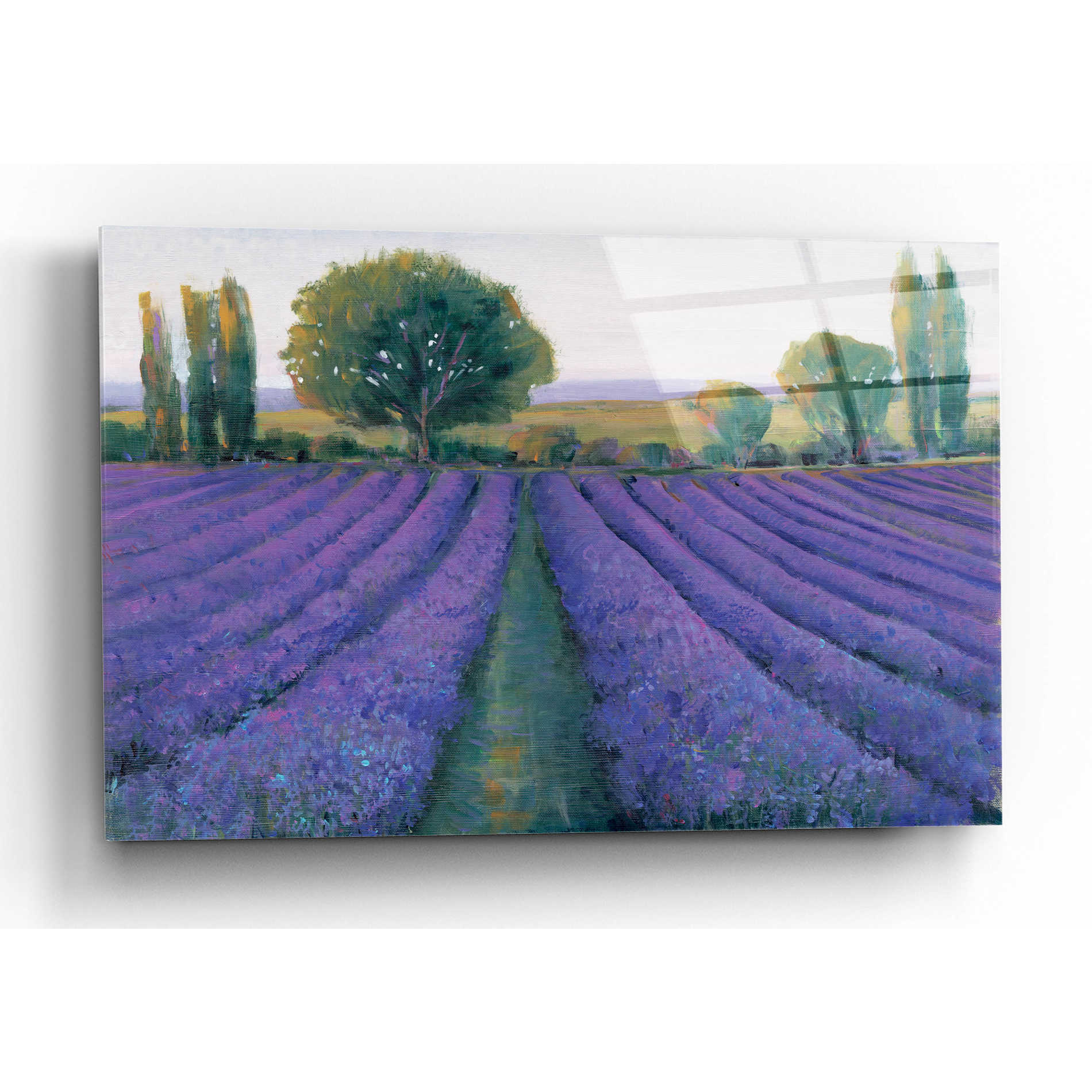 Epic Art 'Lavender Field II' by Tim O'Toole, Acrylic Glass Wall Art,16x12