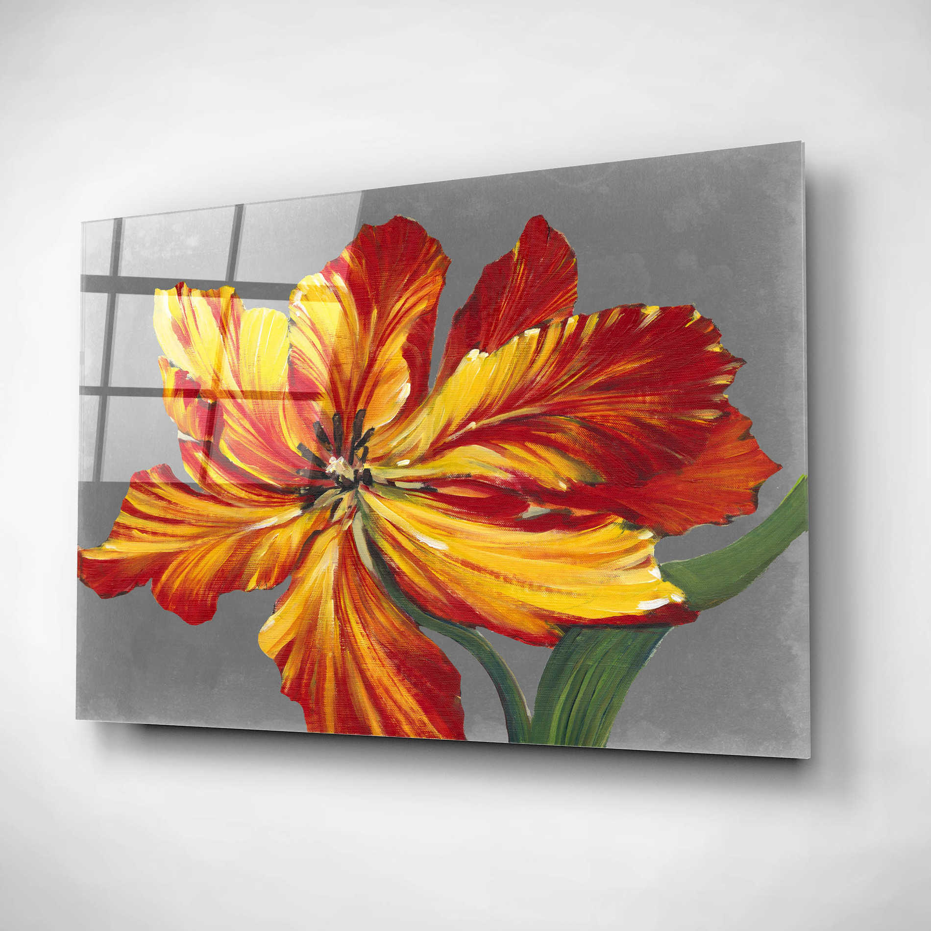 Epic Art 'Tulip Portrait I' by Tim O'Toole, Acrylic Glass Wall Art,16x12