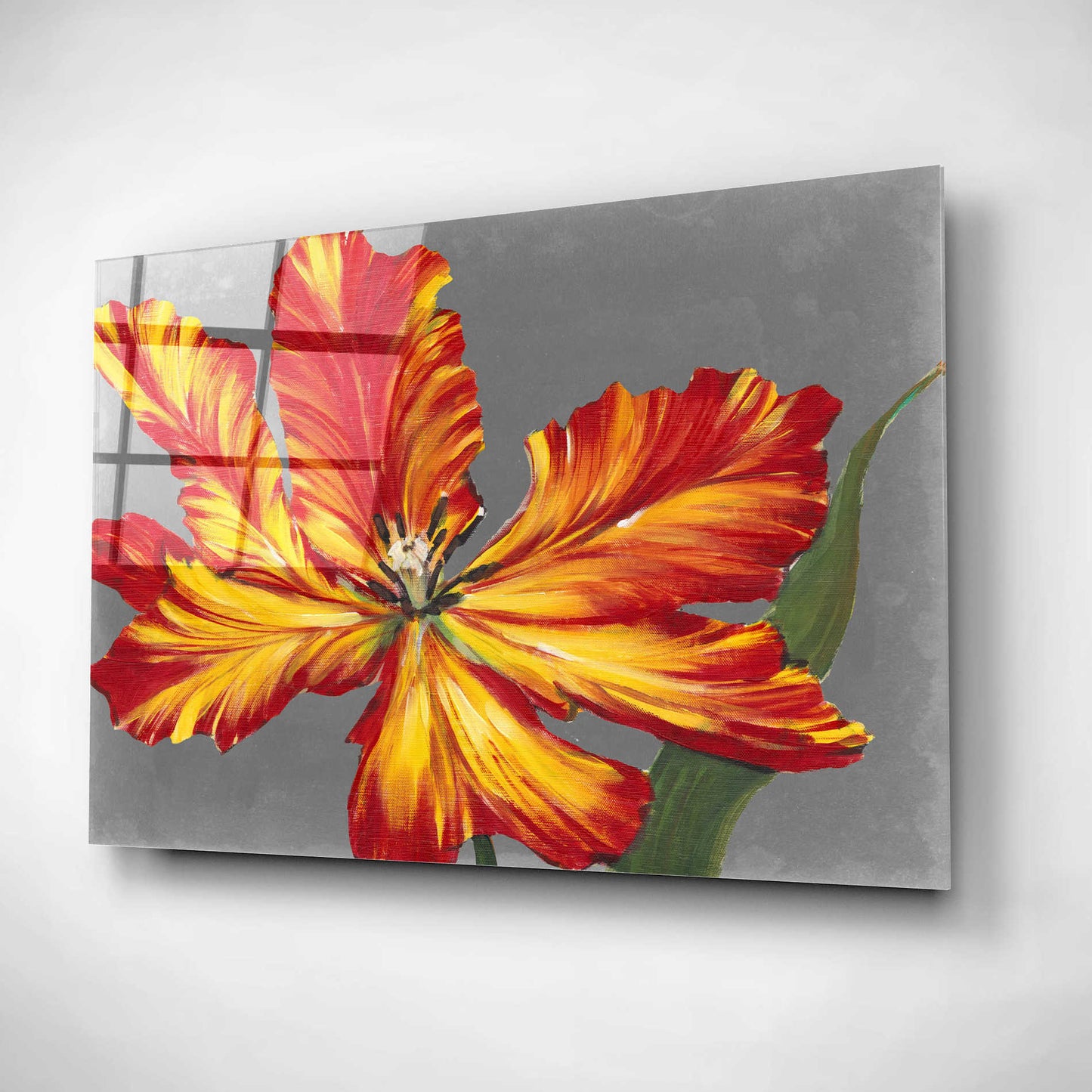 Epic Art 'Tulip Portrait II' by Tim O'Toole, Acrylic Glass Wall Art,16x12