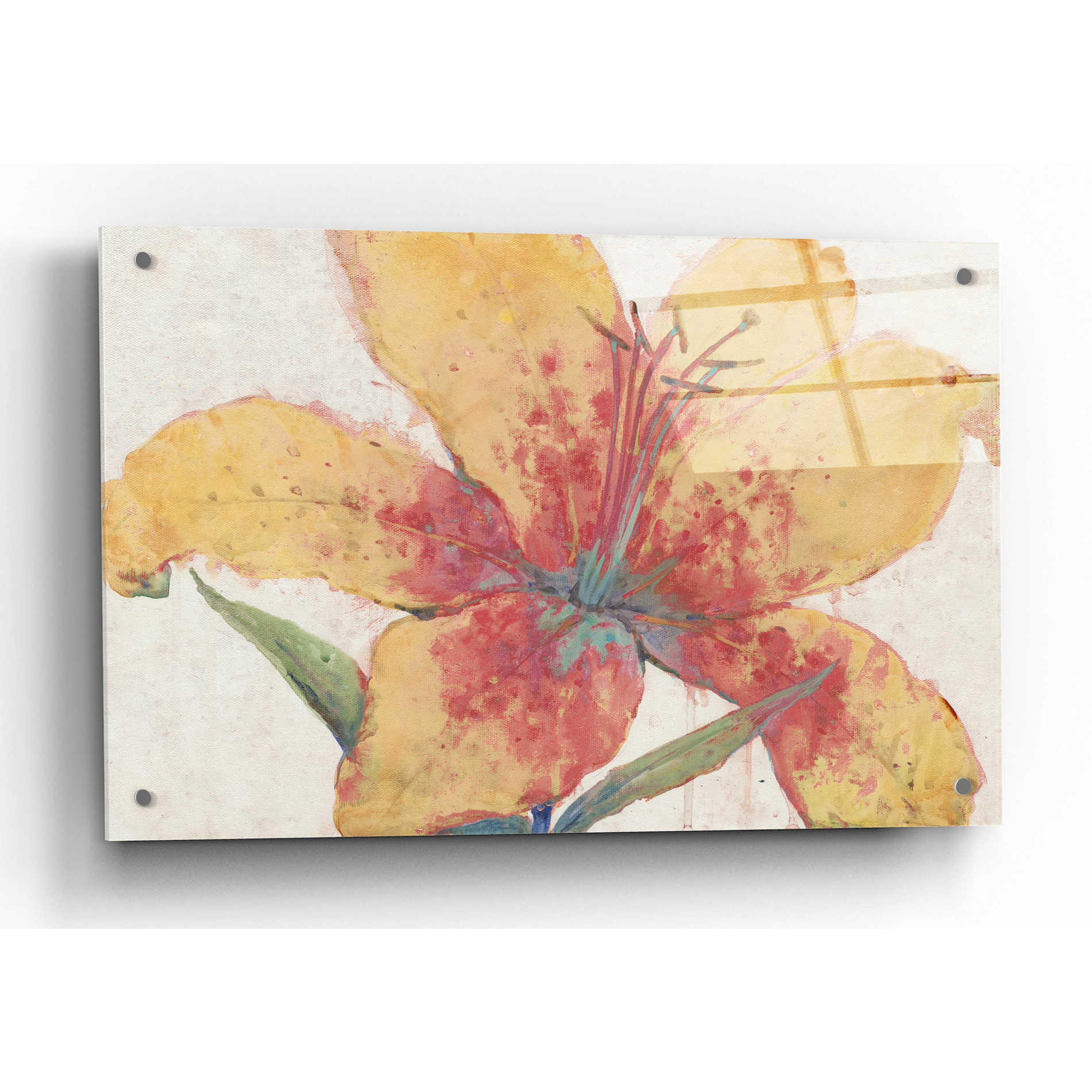 Epic Art 'Blooming Lily' by Tim O'Toole, Acrylic Glass Wall Art,36x24