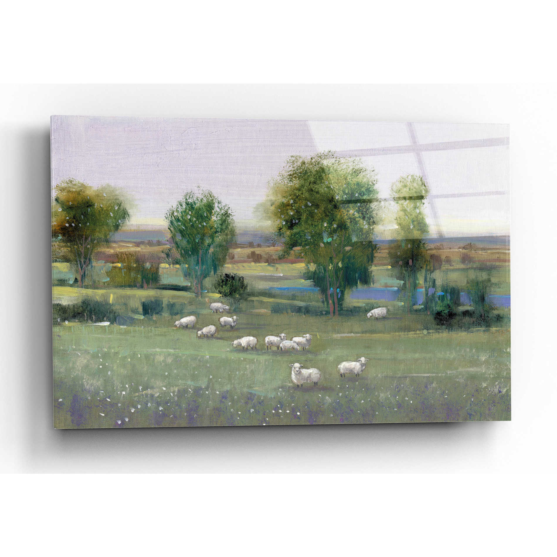 Epic Art 'Field of Sheep I' by Tim O'Toole, Acrylic Glass Wall Art,24x16