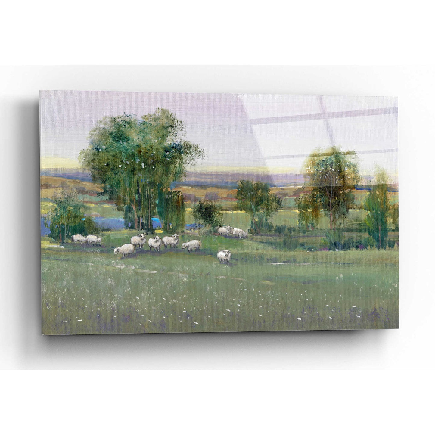 Epic Art 'Field of Sheep II' by Tim O'Toole, Acrylic Glass Wall Art,24x16