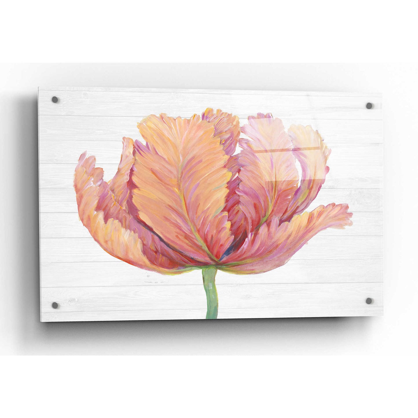 Epic Art 'Single Pink Bloom I' by Tim O'Toole, Acrylic Glass Wall Art,36x24