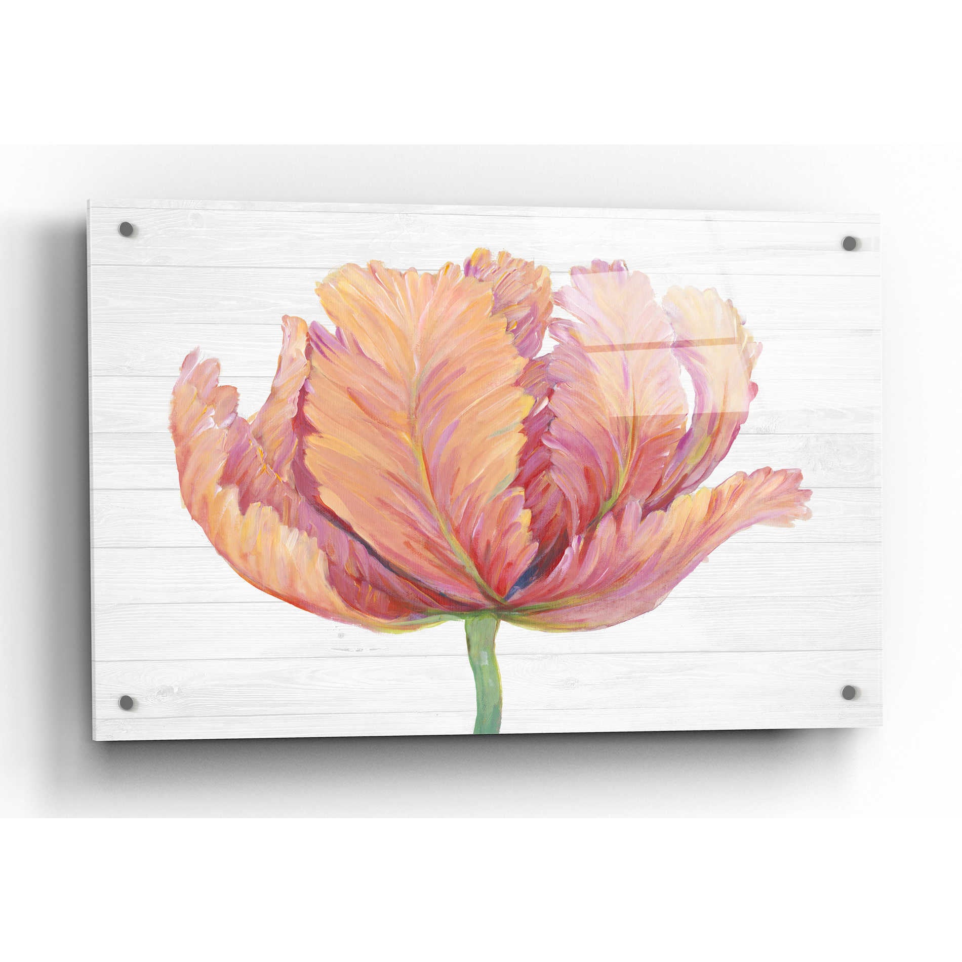 Epic Art 'Single Pink Bloom I' by Tim O'Toole, Acrylic Glass Wall Art,36x24