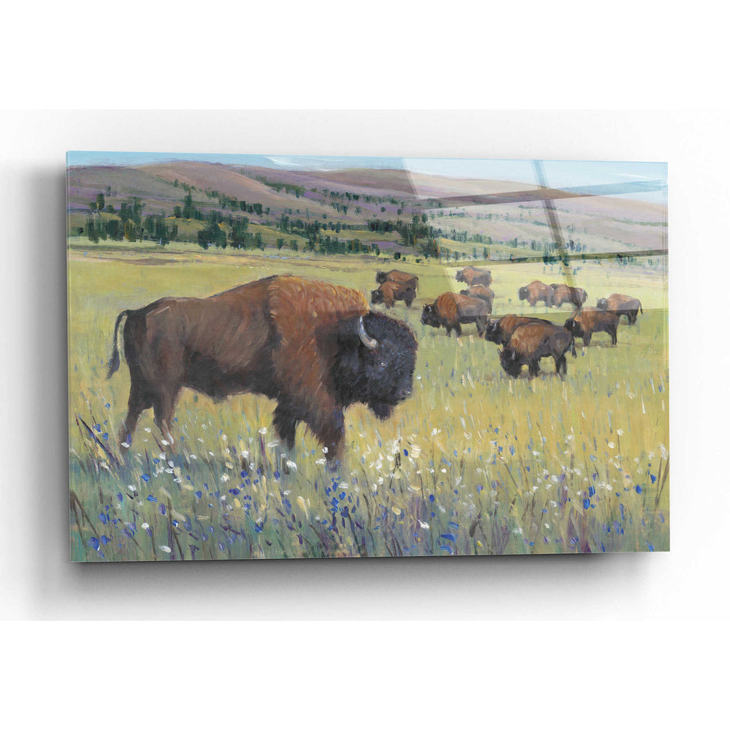 Epic Art 'Animals of the West I' by Tim O'Toole, Acrylic Glass Wall Art