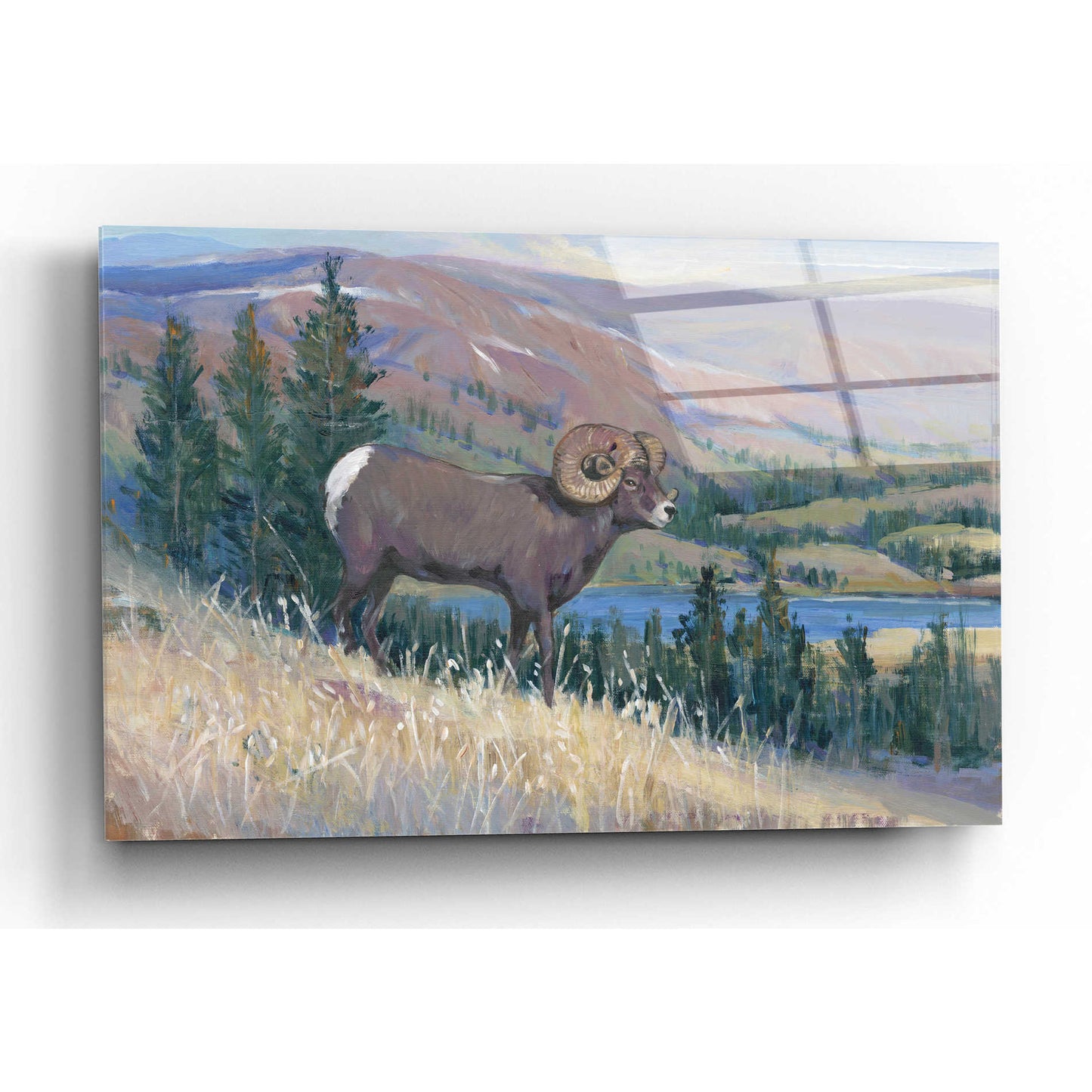 Epic Art 'Animals of the West III' by Tim O'Toole, Acrylic Glass Wall Art,16x12