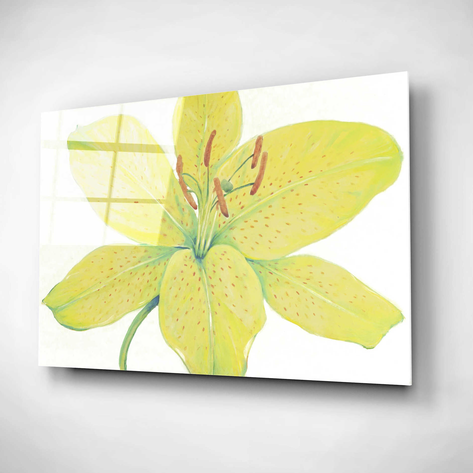 Epic Art 'Citron Tiger Lily I' by Tim O'Toole, Acrylic Glass Wall Art,24x16