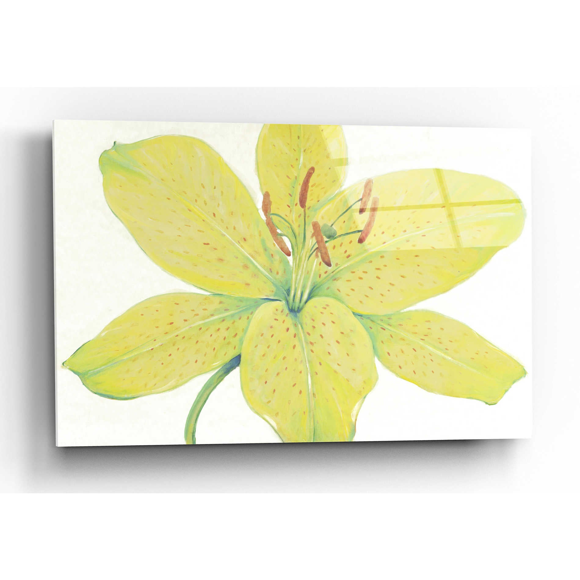 Epic Art 'Citron Tiger Lily I' by Tim O'Toole, Acrylic Glass Wall Art,24x16