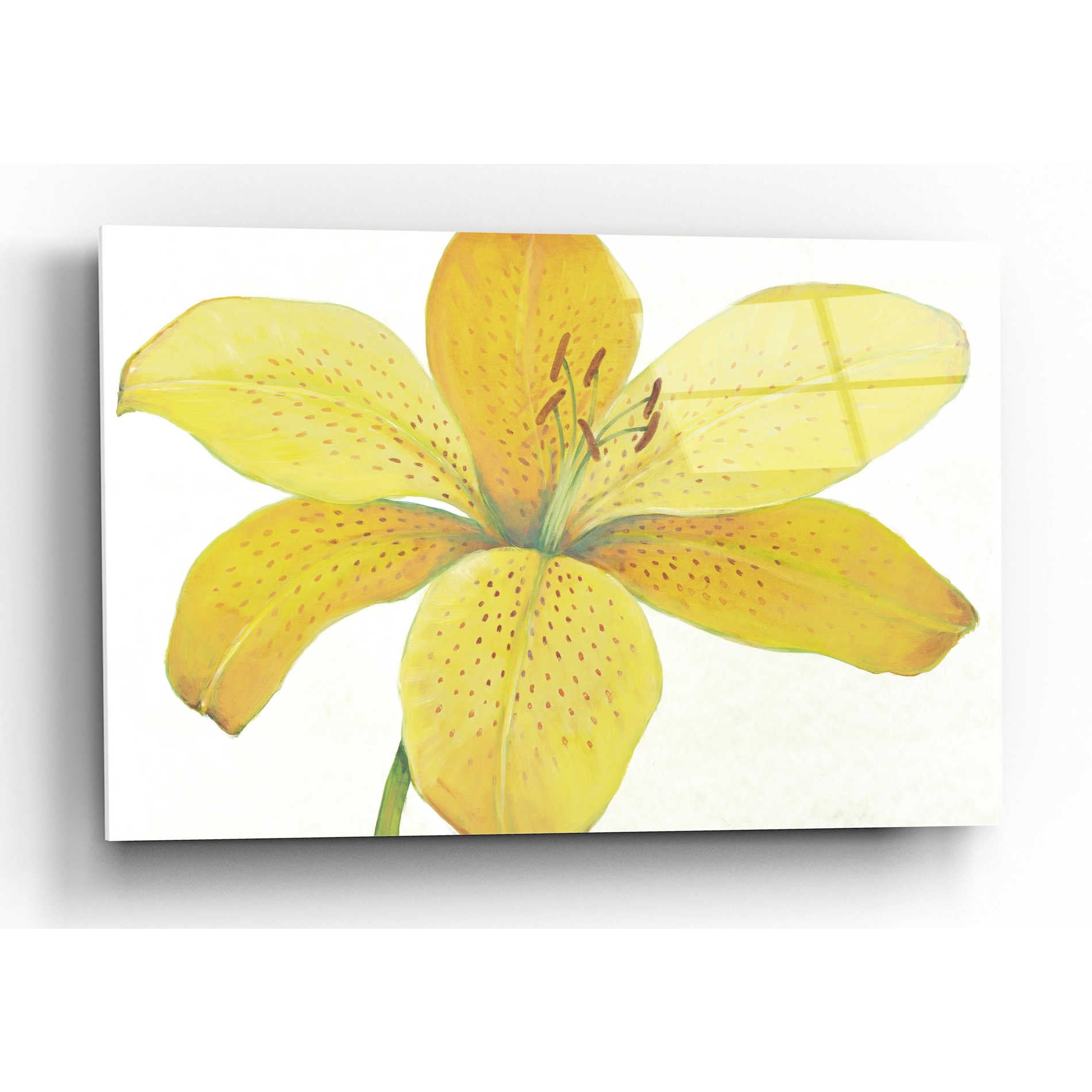 Epic Art 'Citron Tiger Lily II' by Tim O'Toole, Acrylic Glass Wall Art,16x12