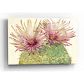 Epic Art 'Cactus Blossoms I' by Tim O'Toole, Acrylic Glass Wall Art