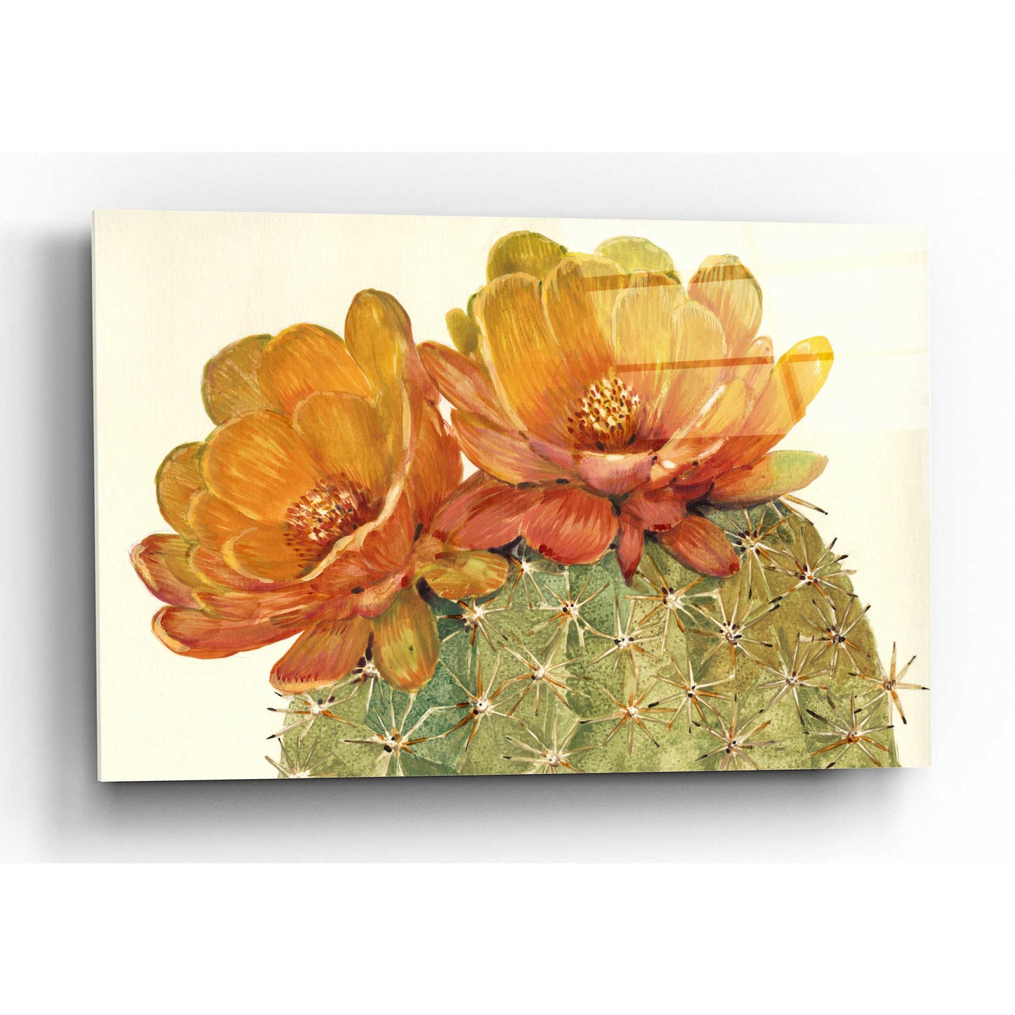 Epic Art 'Cactus Blossoms II' by Tim O'Toole, Acrylic Glass Wall Art,16x12