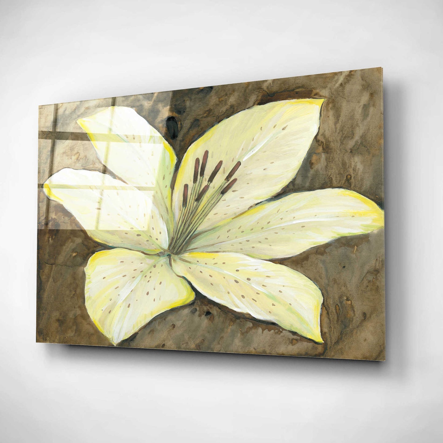 Epic Art 'Neutral Lily I' by Tim O'Toole, Acrylic Glass Wall Art,24x16