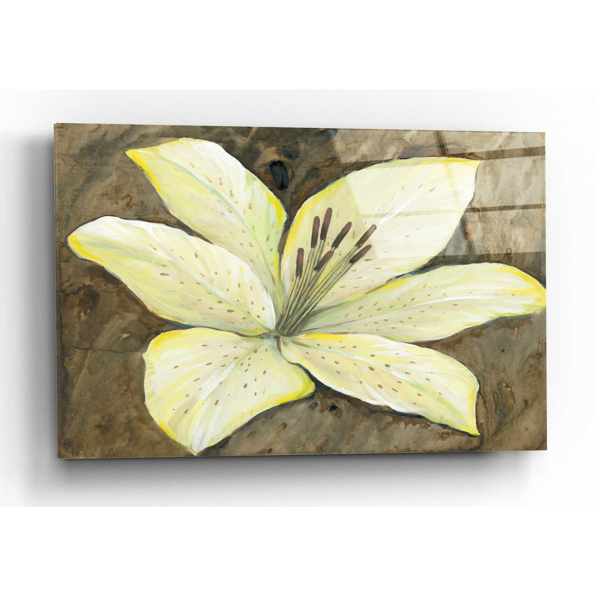 Epic Art 'Neutral Lily I' by Tim O'Toole, Acrylic Glass Wall Art,24x16