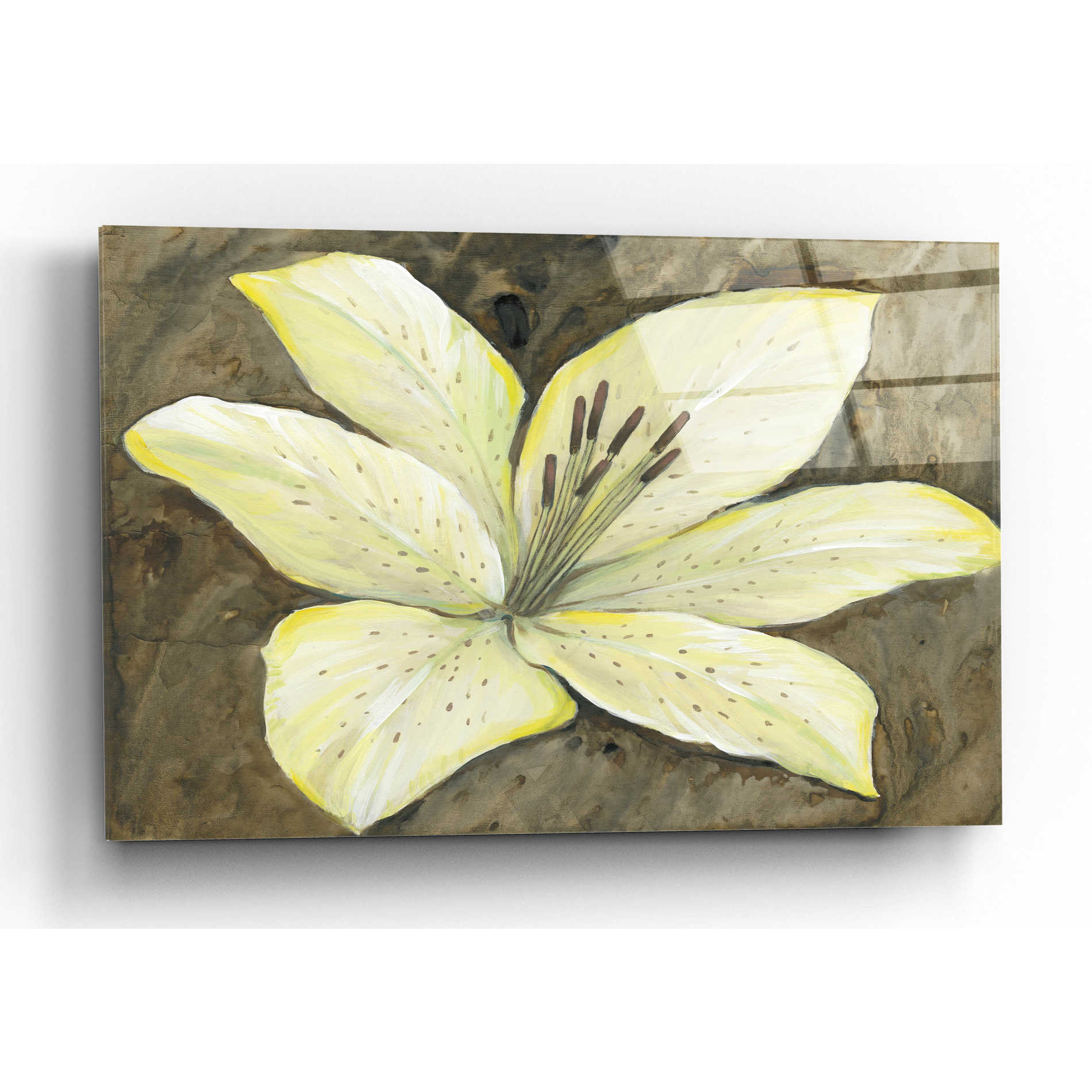 Epic Art 'Neutral Lily II' by Tim O'Toole, Acrylic Glass Wall Art,16x12