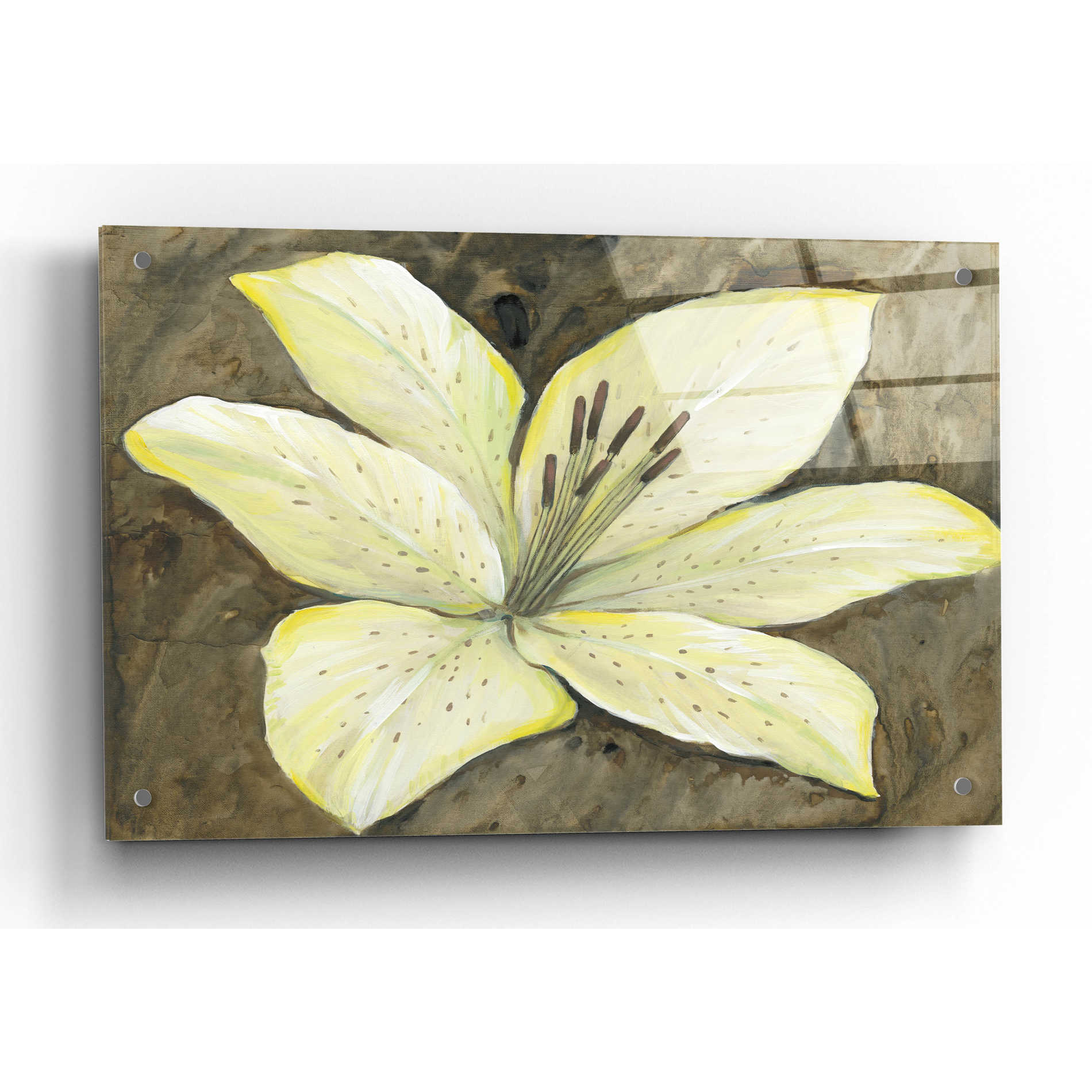 Epic Art 'Neutral Lily II' by Tim O'Toole, Acrylic Glass Wall Art,36x24