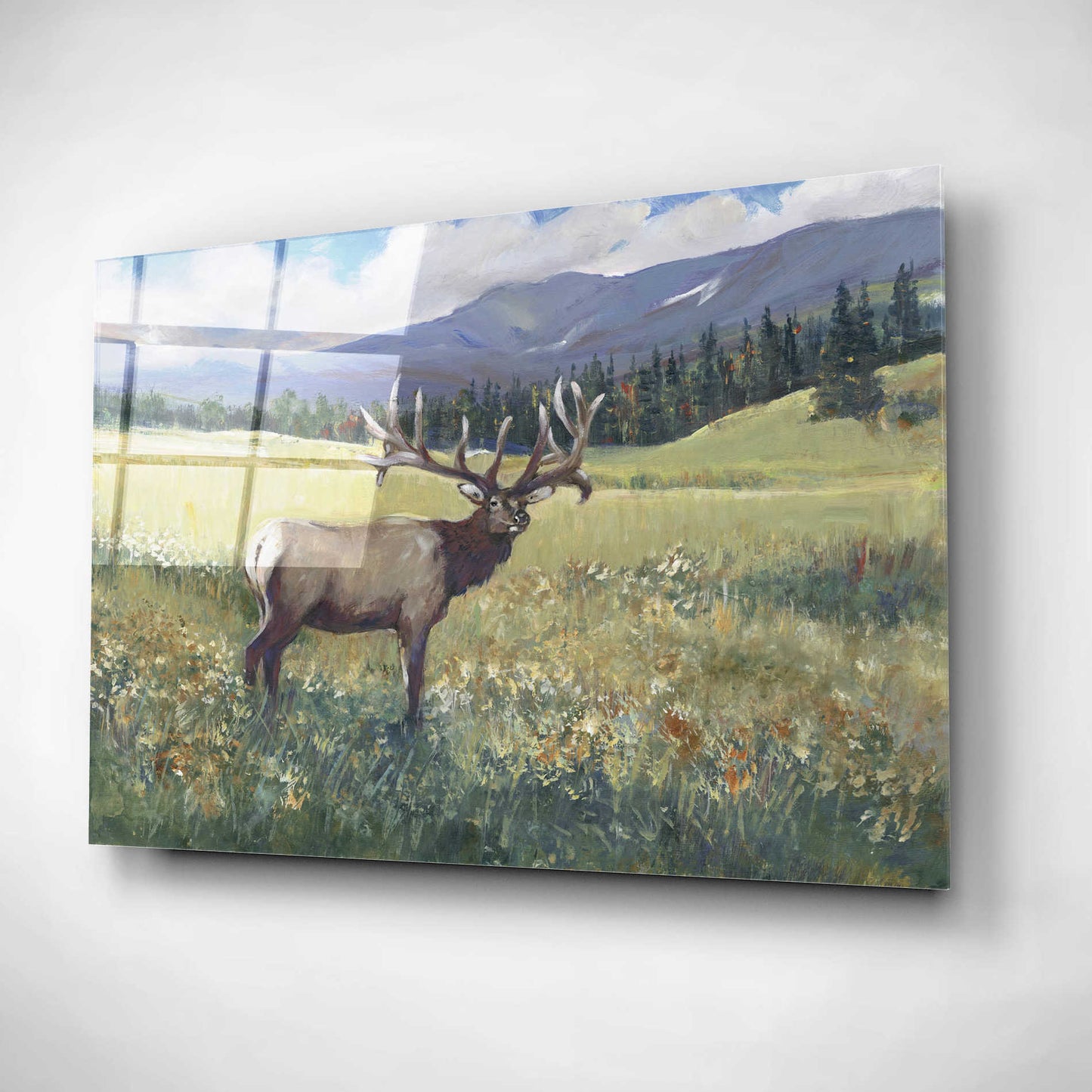 Epic Art 'Rocky Mountain Elk I' by Tim O'Toole, Acrylic Glass Wall Art,16x12