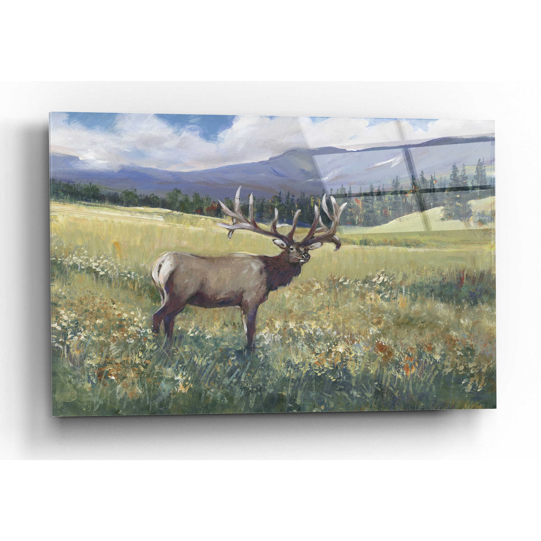 Epic Art 'Rocky Mountain Elk I' by Tim O'Toole, Acrylic Glass Wall Art,16x12