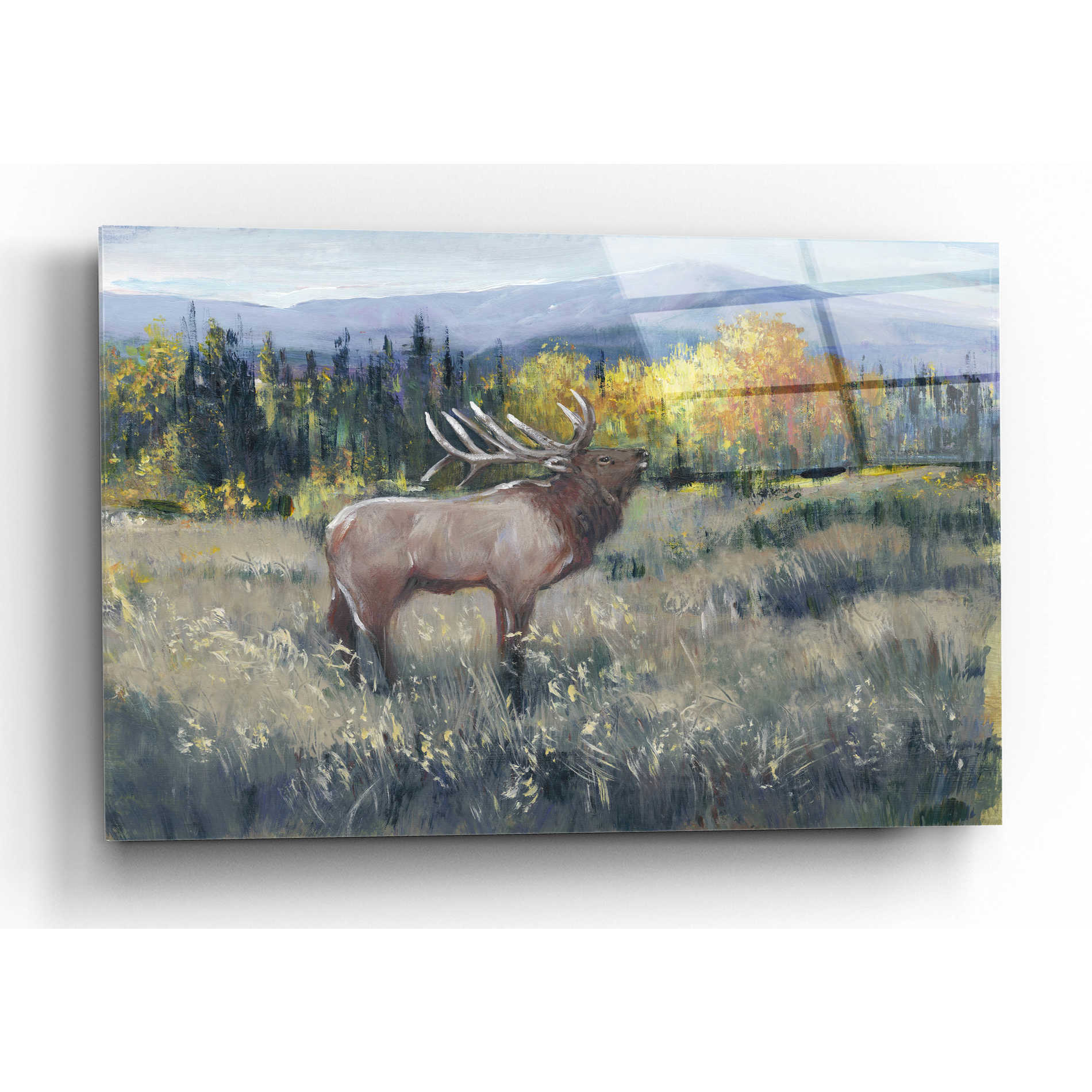 Epic Art 'Rocky Mountain Elk II' by Tim O'Toole, Acrylic Glass Wall Art,16x12