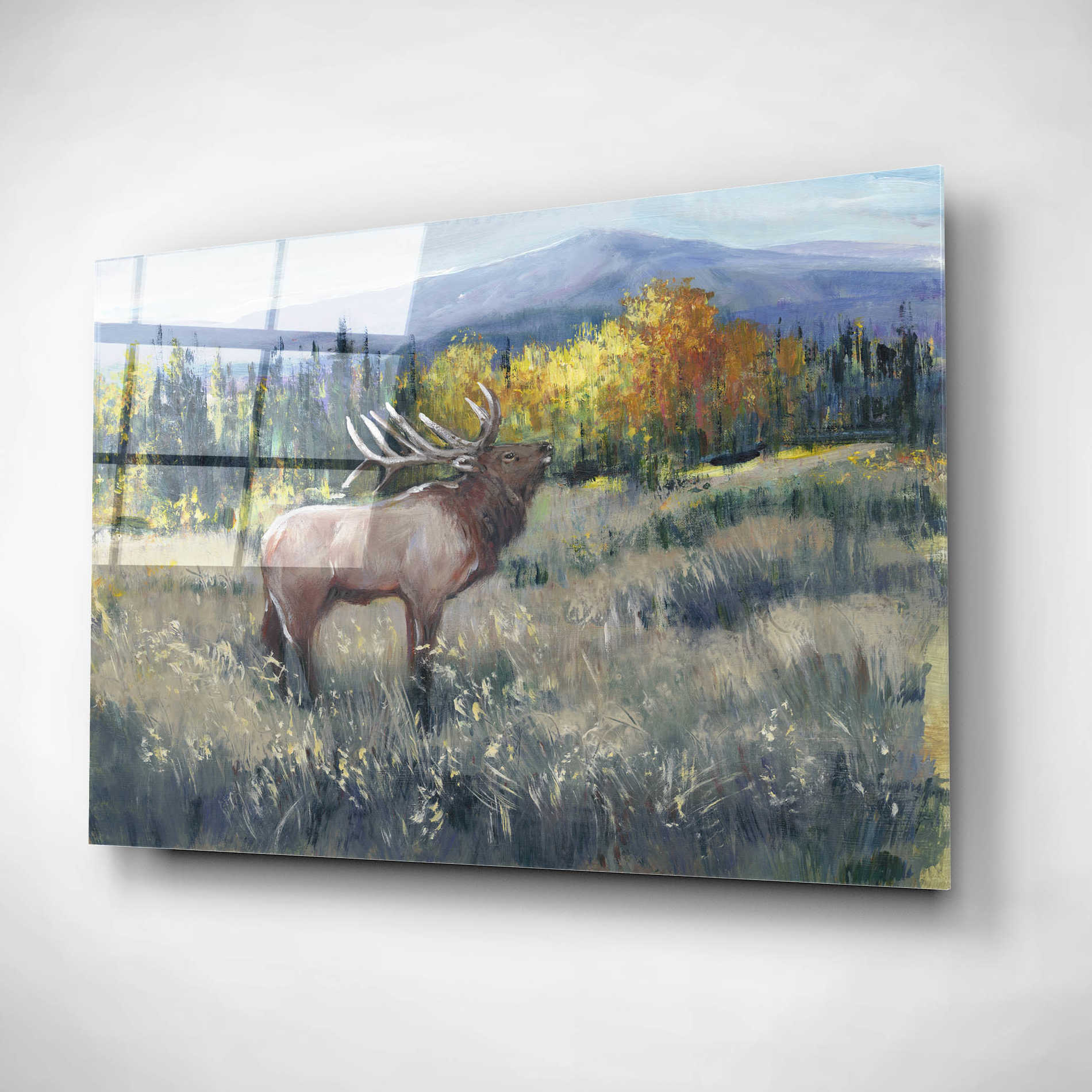 Epic Art 'Rocky Mountain Elk II' by Tim O'Toole, Acrylic Glass Wall Art,24x16