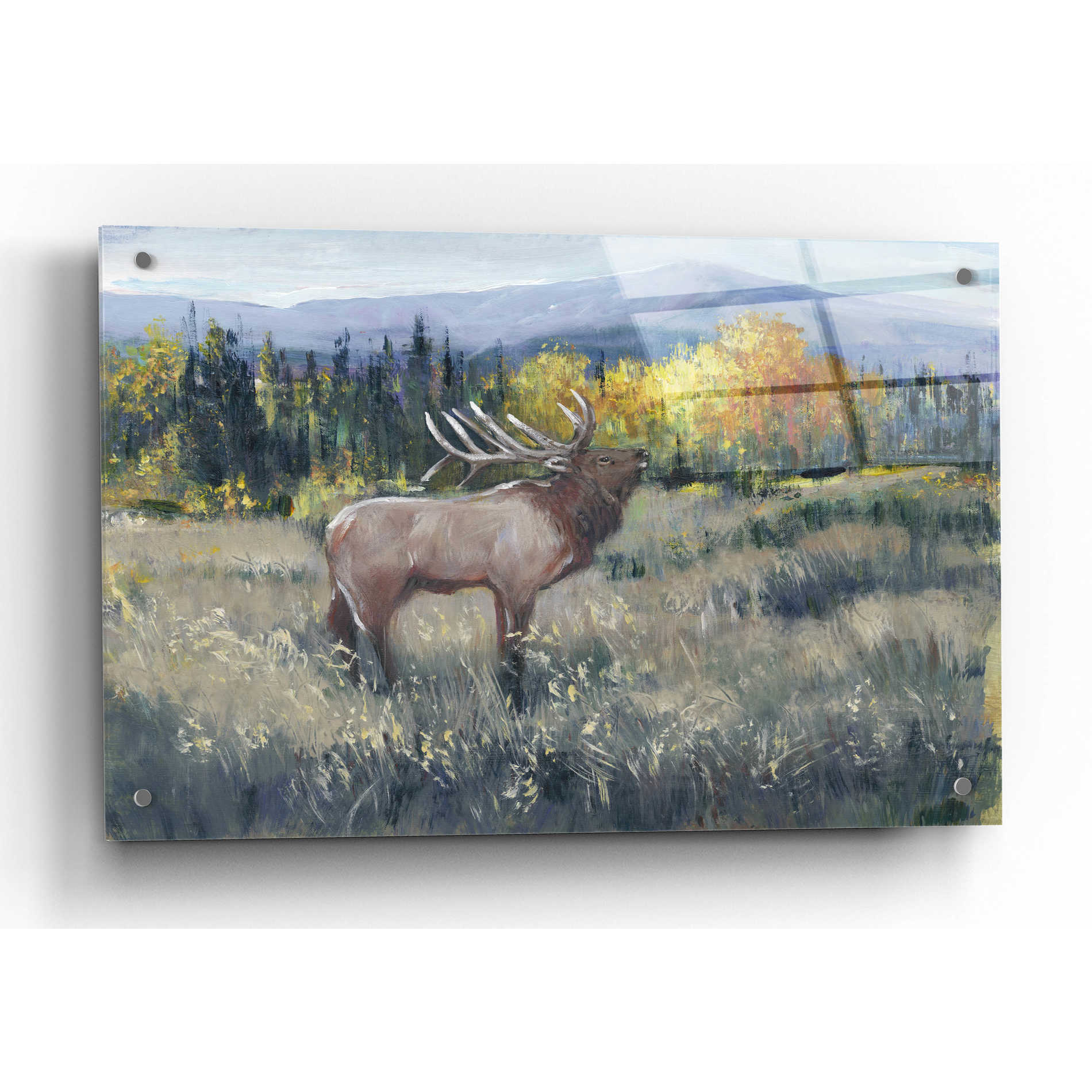 Epic Art 'Rocky Mountain Elk II' by Tim O'Toole, Acrylic Glass Wall Art,36x24