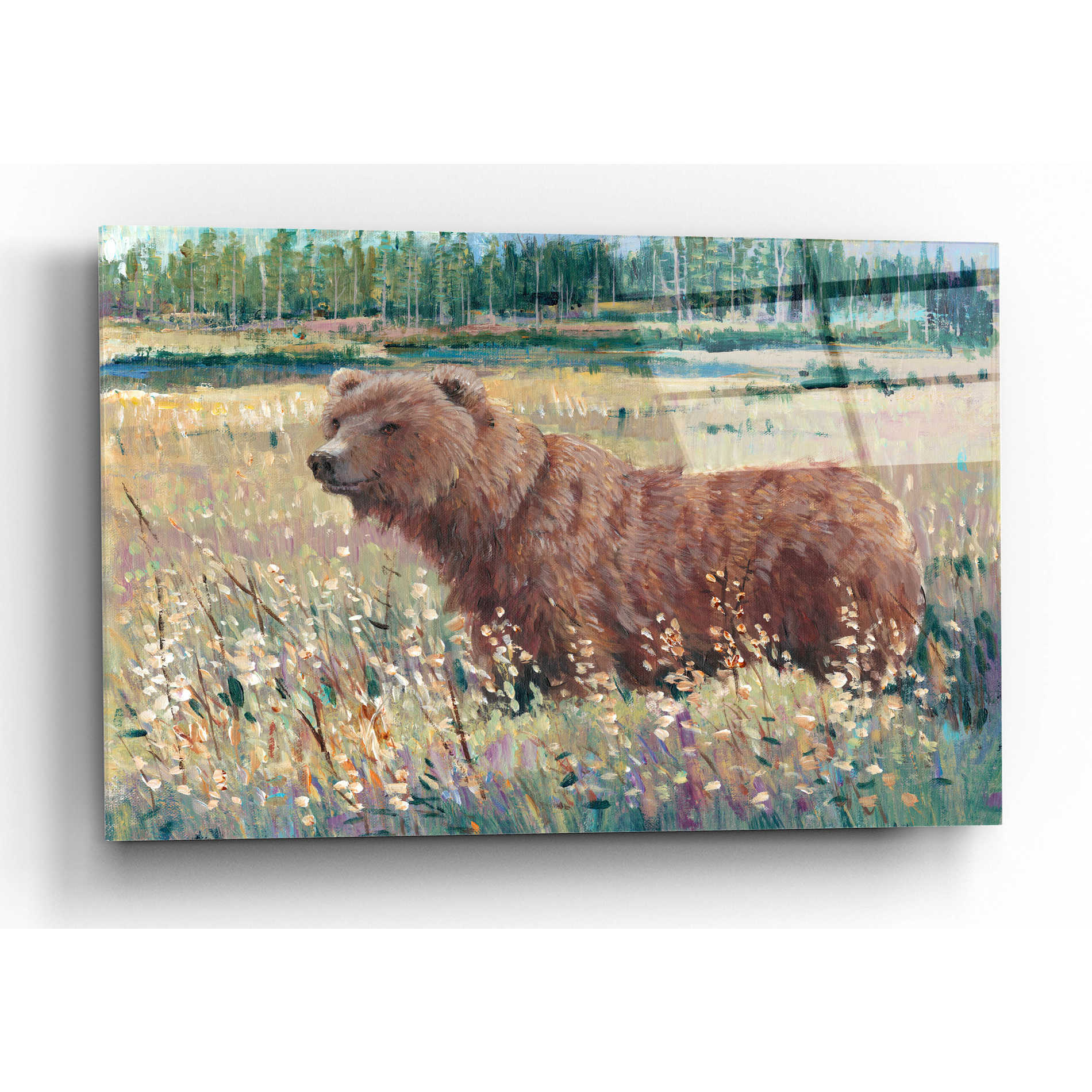 Epic Art 'Bear in the Field' by Tim O'Toole, Acrylic Glass Wall Art,24x16