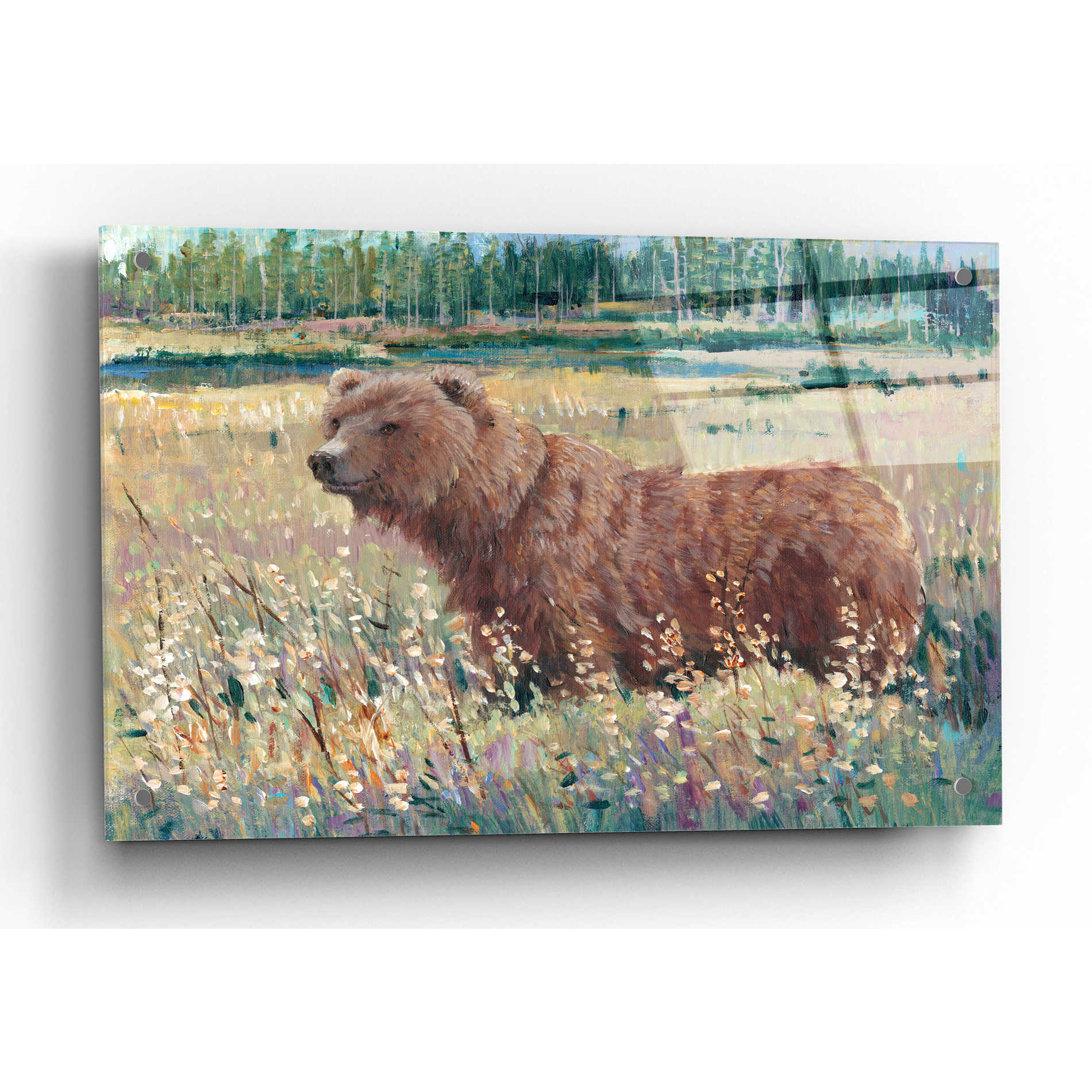 Epic Art 'Bear in the Field' by Tim O'Toole, Acrylic Glass Wall Art,36x24